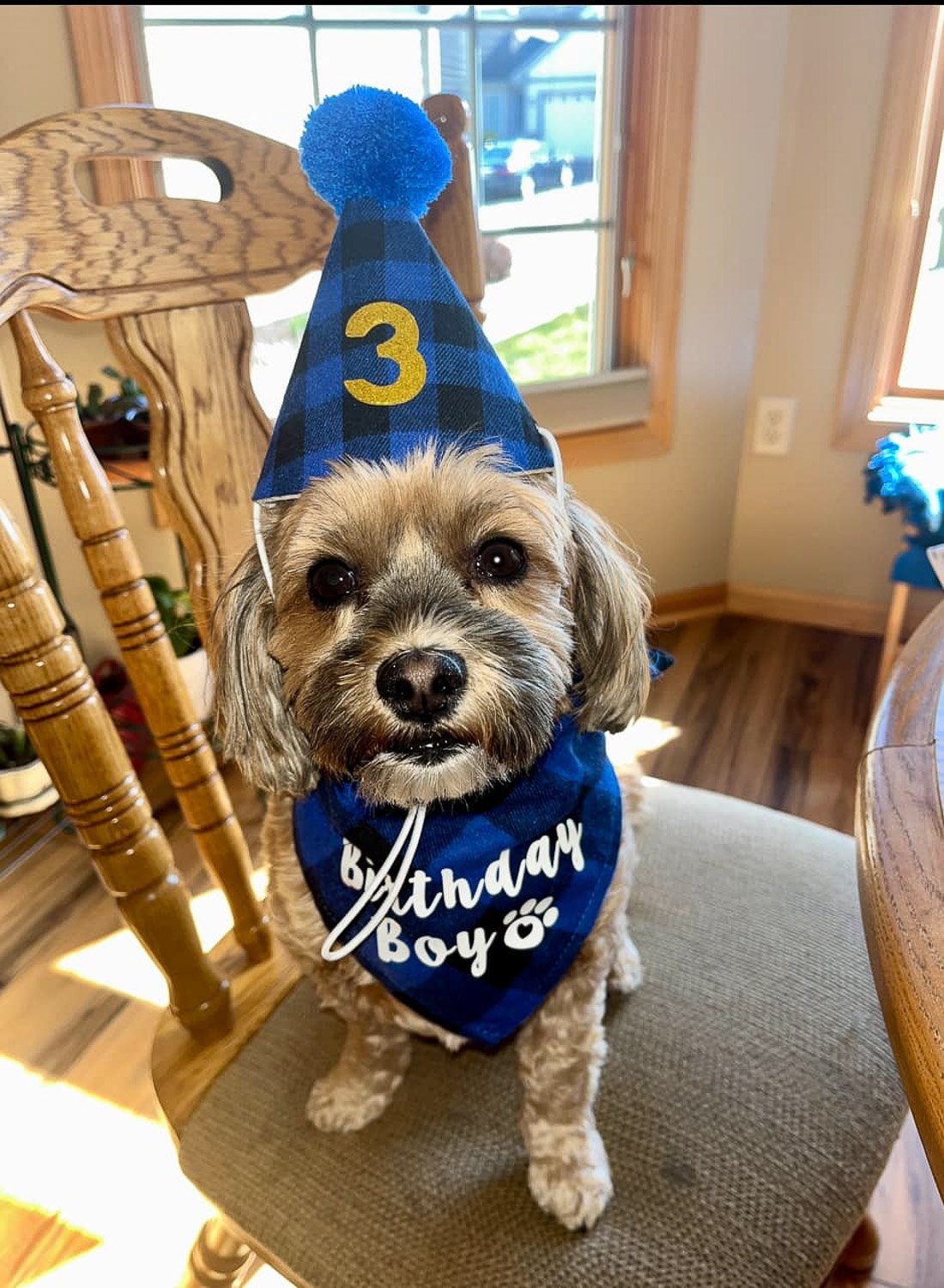 A small wiry haired dog wearing a blue party hat and bib with the words birthday boy written on it                   