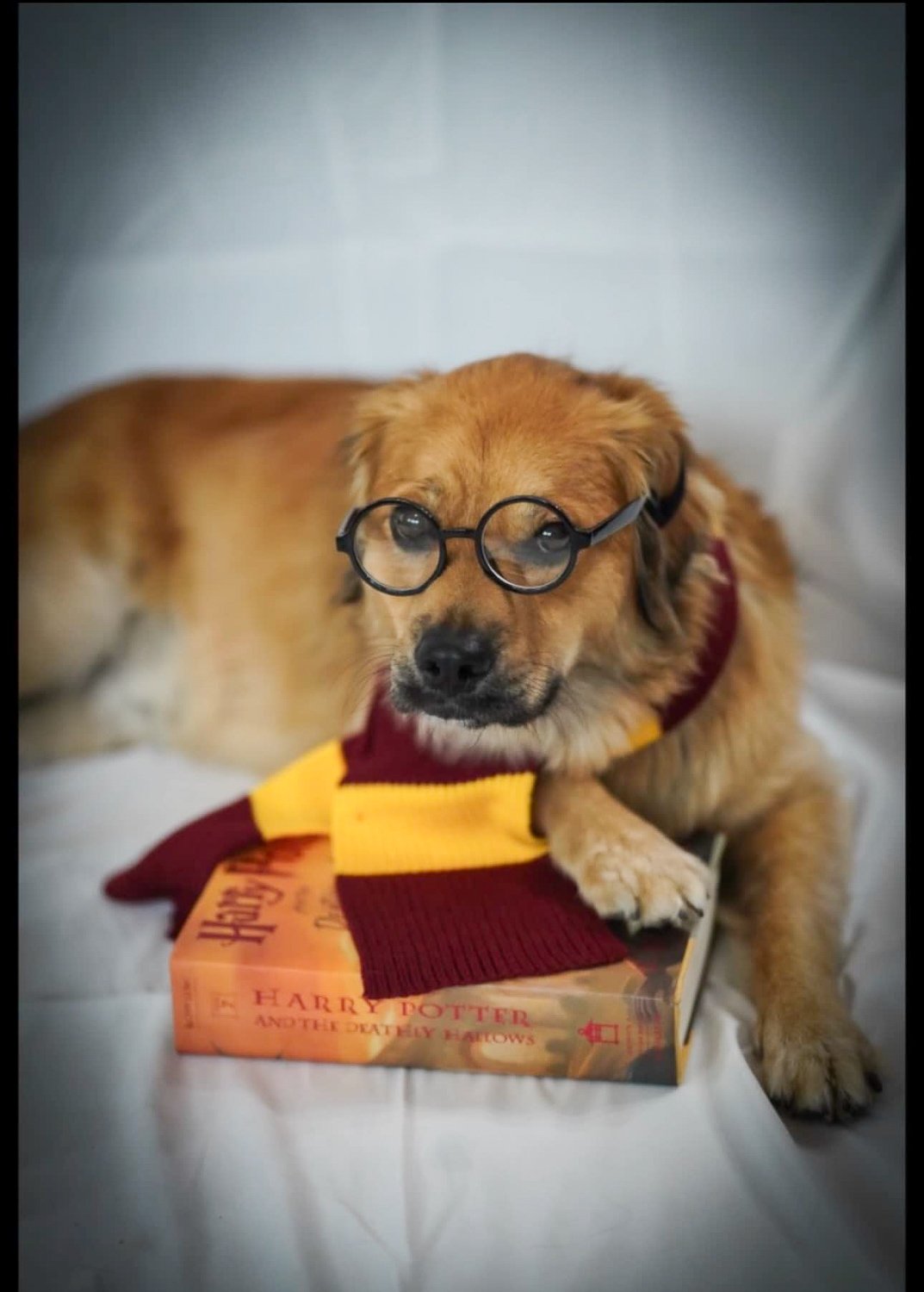 A reddish brown dog lying down wearing Harry Potter glasses and scarf with a paw on a Harry Potter book