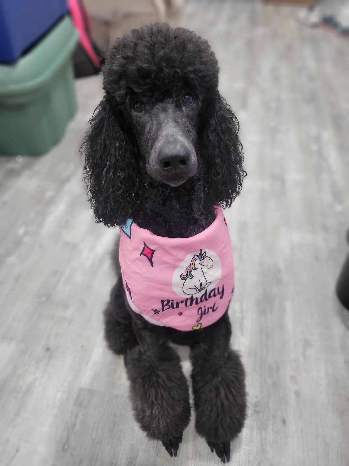 A black Poodle dog wearing a pink top with the words birthday girl written on it