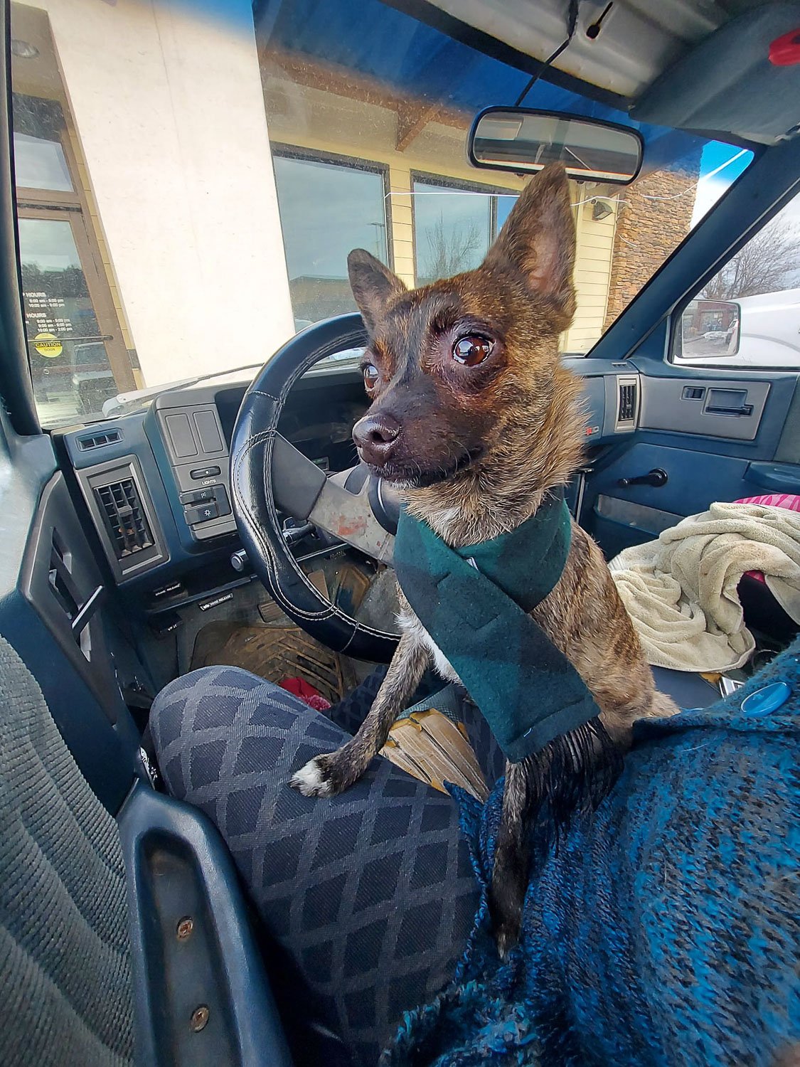 A Chihuahua dog wearing a brown scarf sitting in front seat of a car