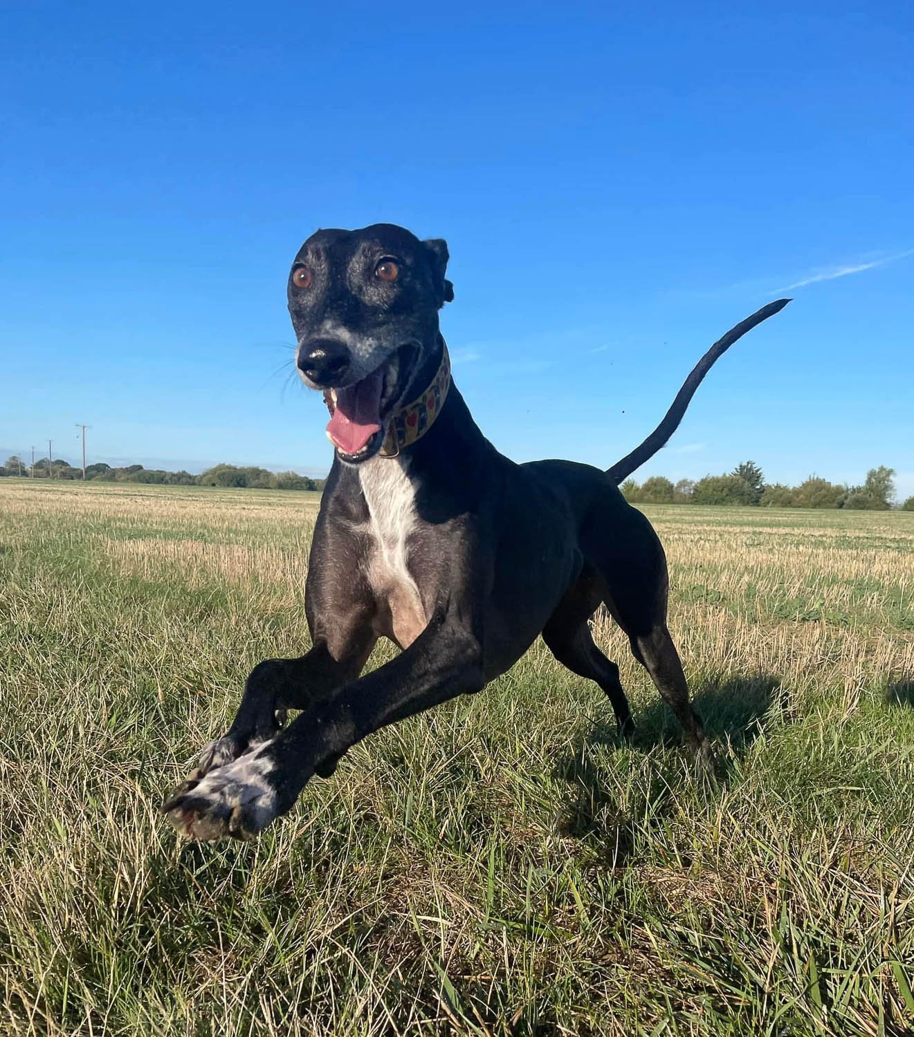 A black Dobermann dog leaping through a grassy field