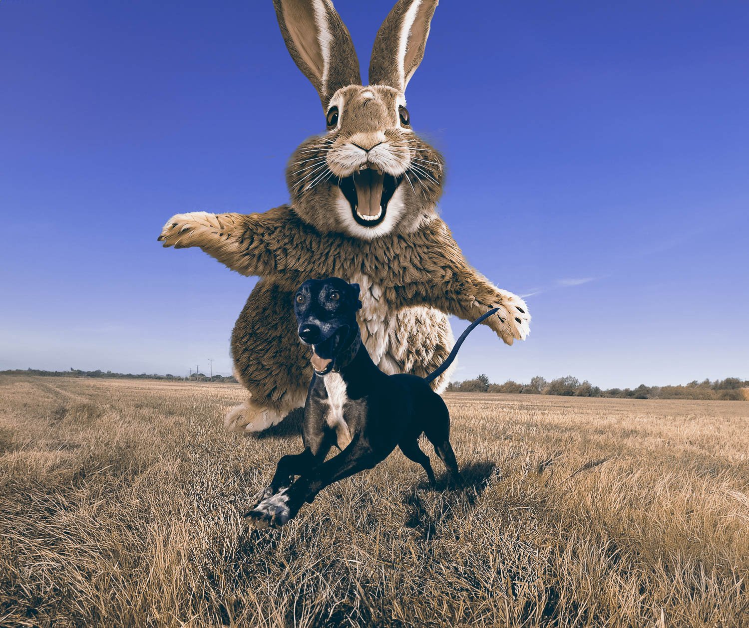 A black Dobermann leaping through a grassy field being chased by a giant rabbit