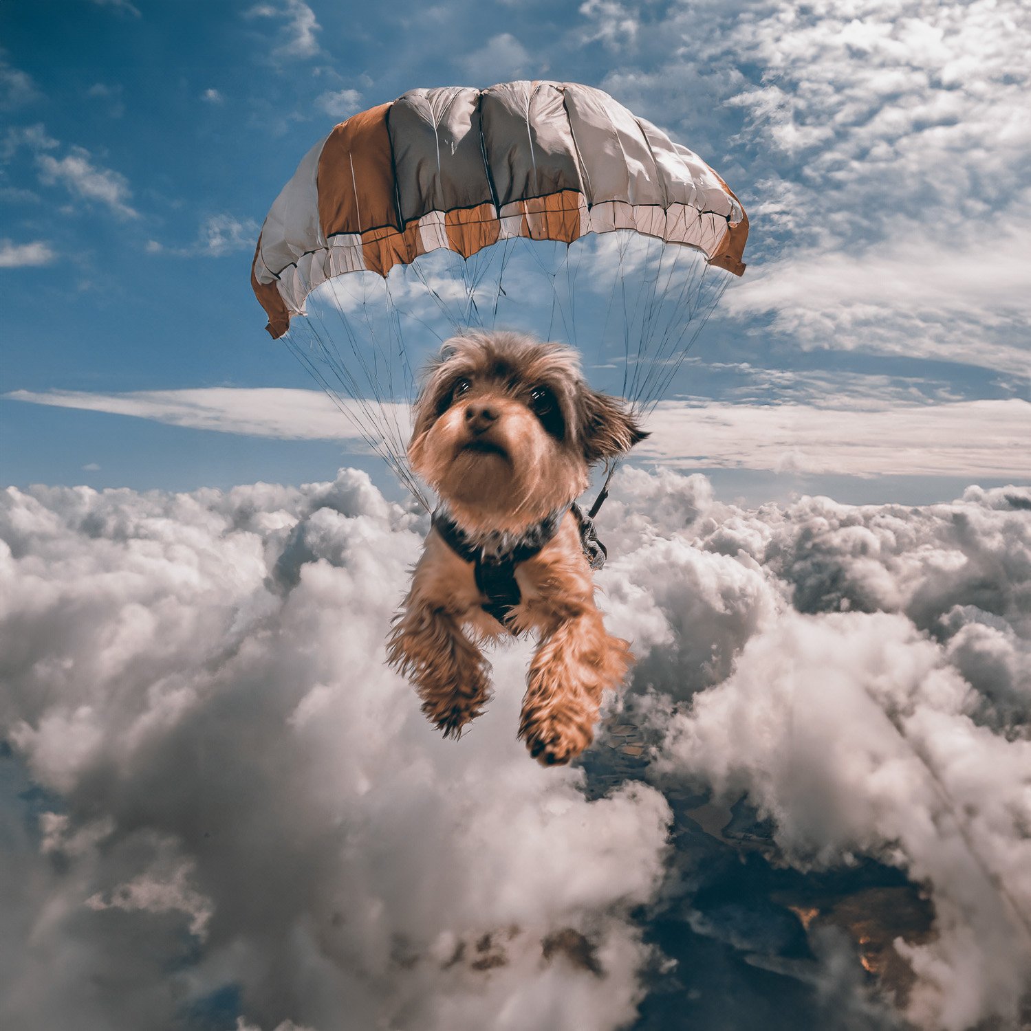 A small terrier dog parachuting high above a cloudy sky 