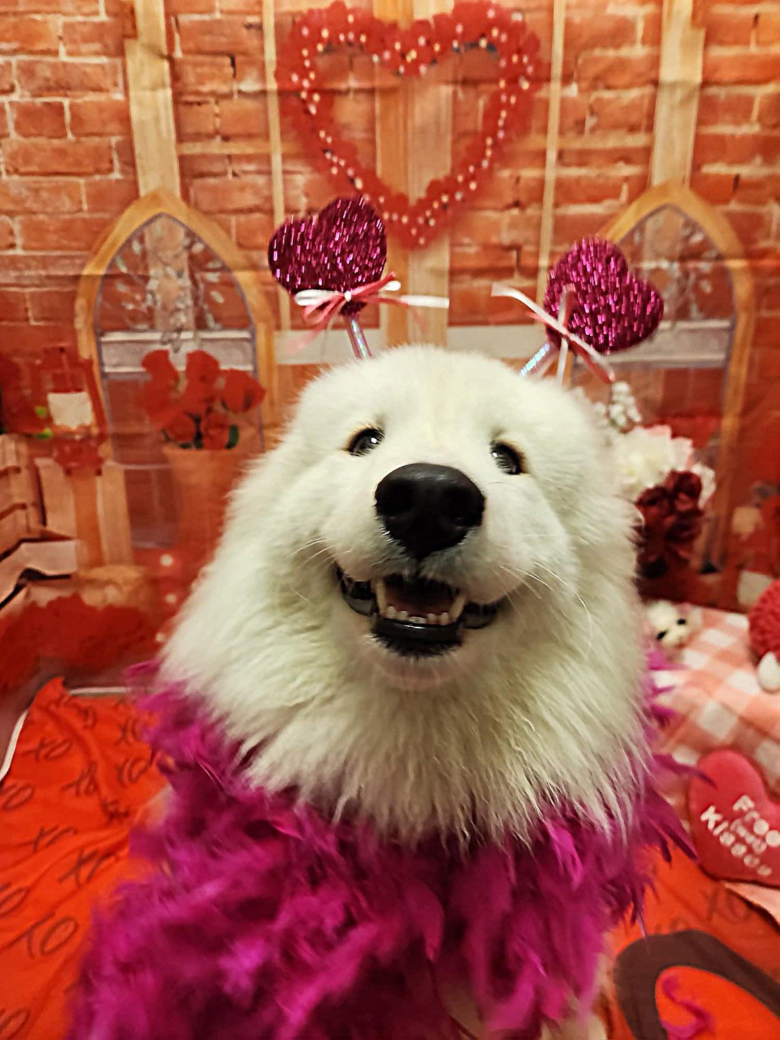 A large fluffy white dog wearing a red feathery top looking up at camera