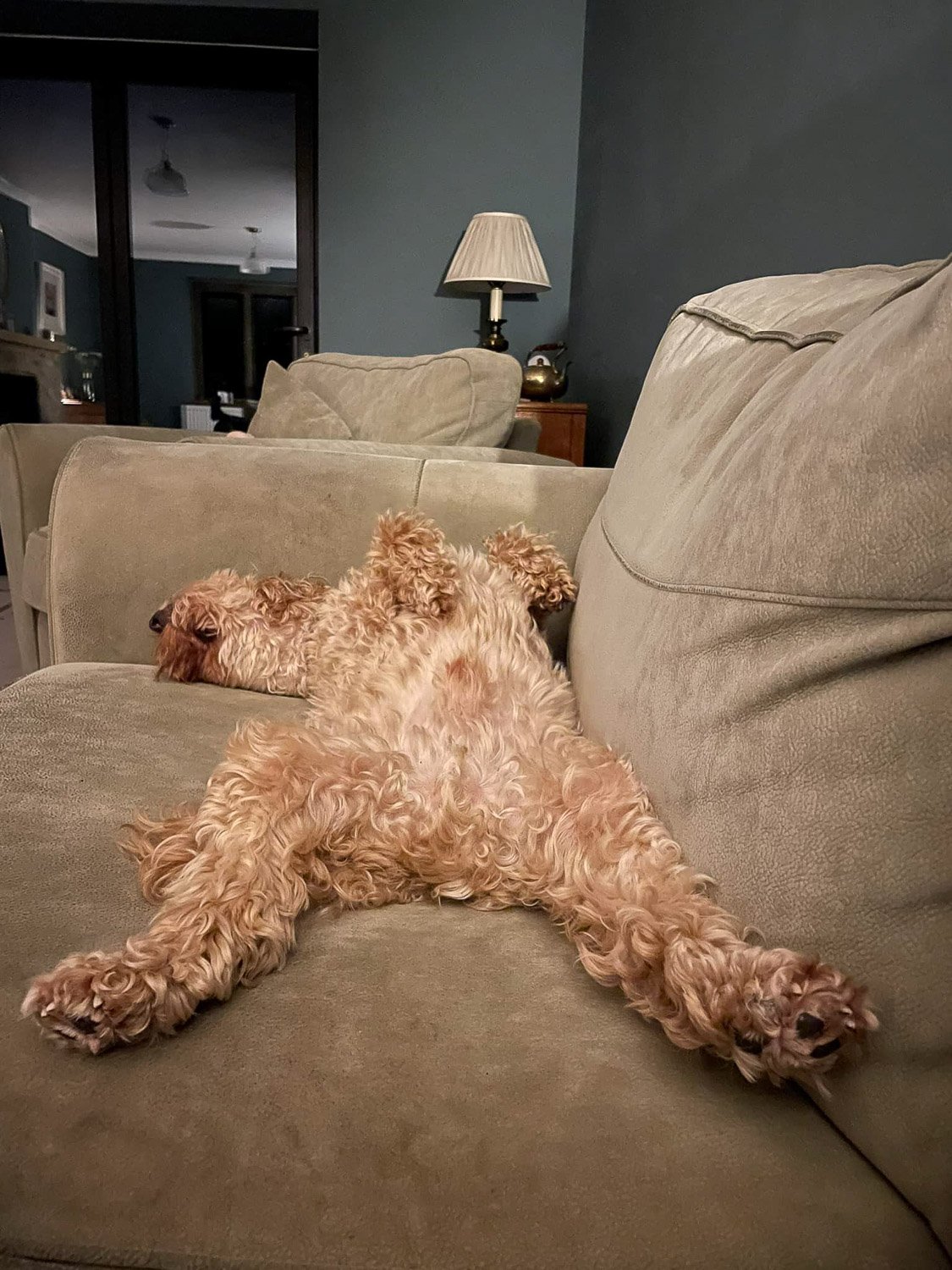A ginger curly haired dog lying on its back on a green couch