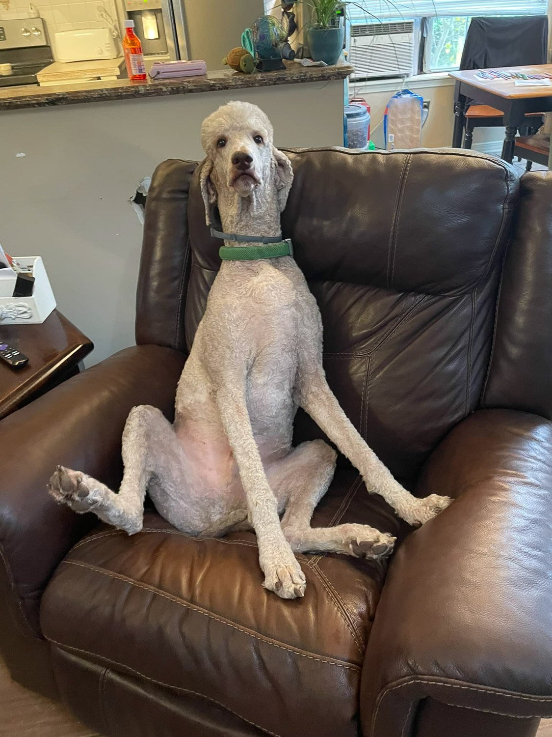 A large cream colored Poodle dog sitting upright on a leather couch