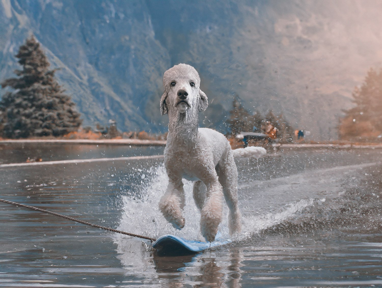 A large cream colored poodle dog being towed on a surfboard along a lake in a scenic mountain range