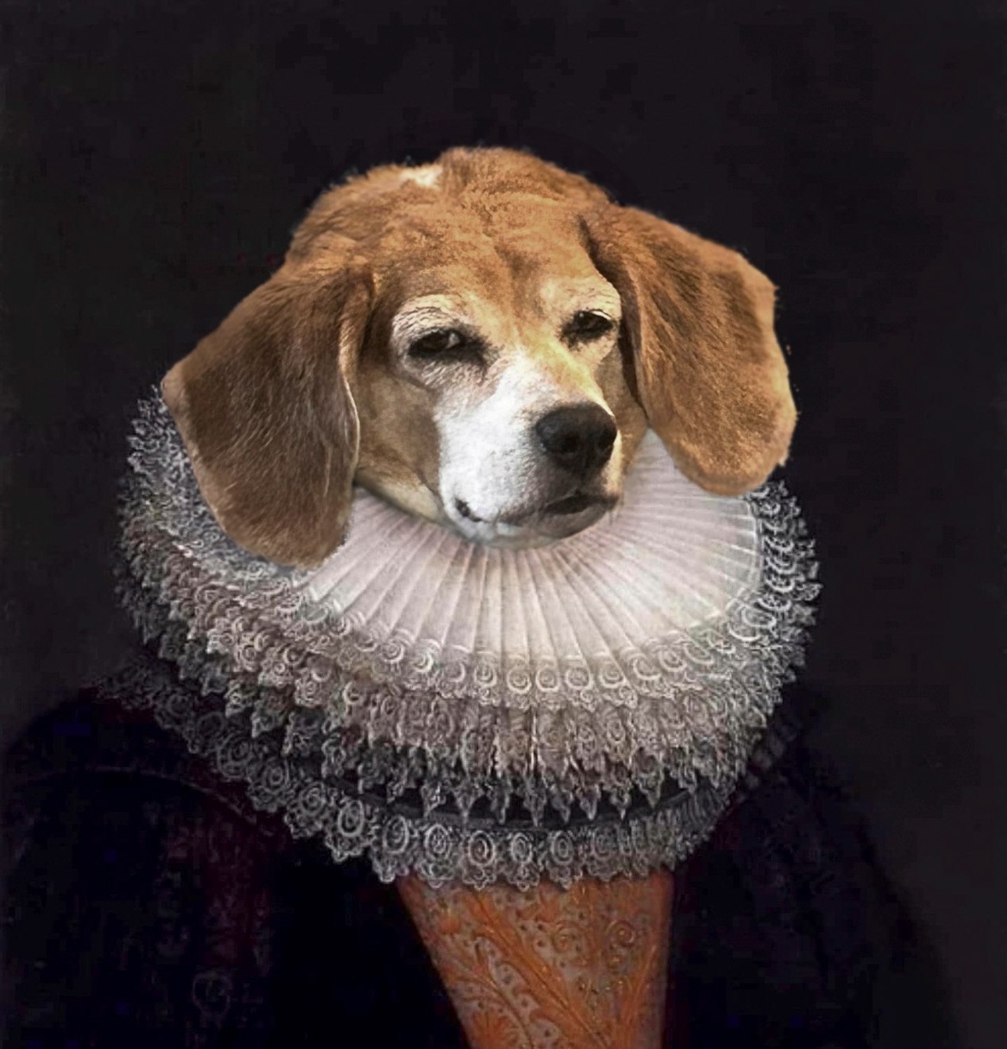 A beagle dressed in a seventeenth century gown with large ruff                                            