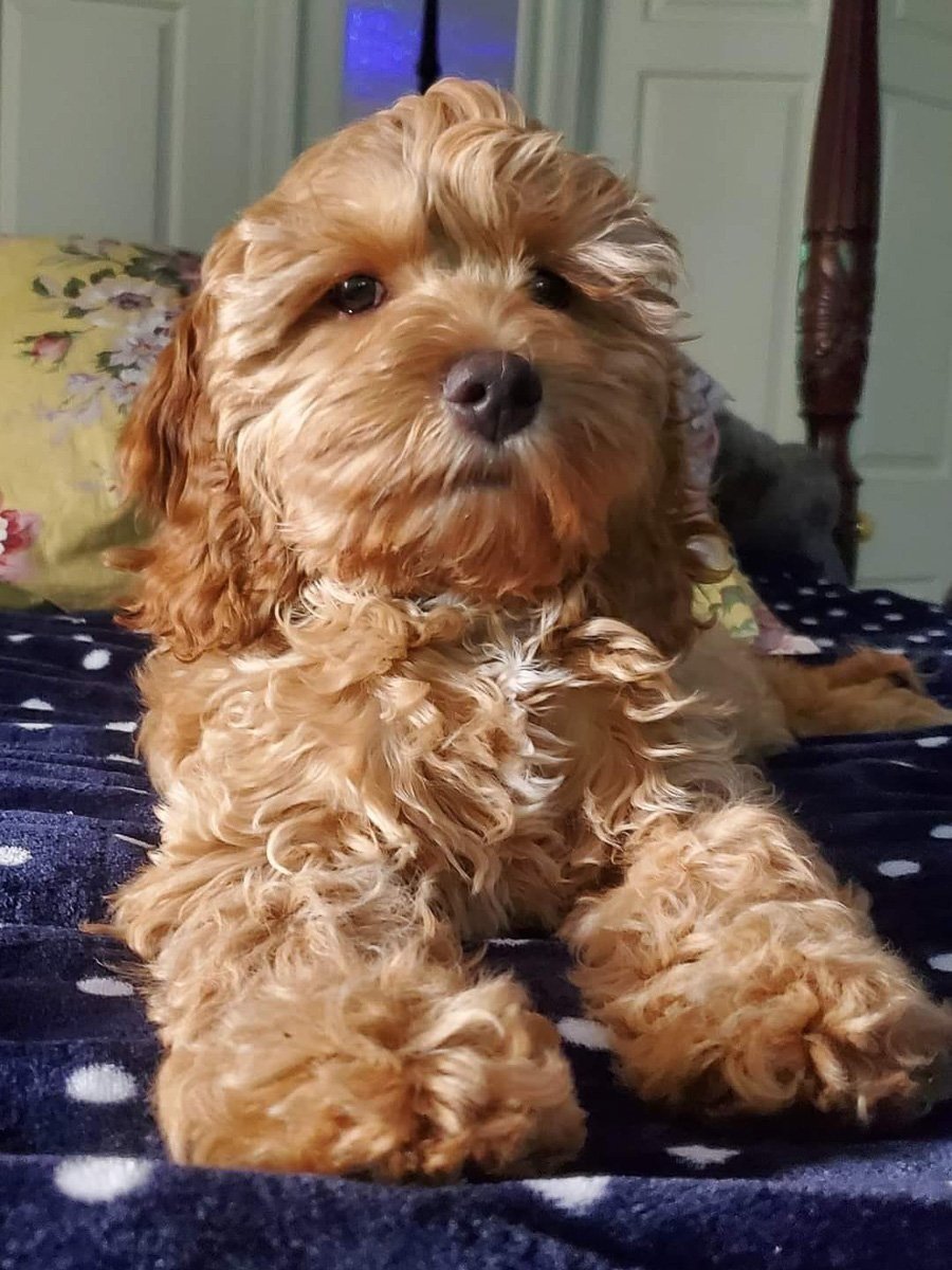 A cavoodle dog lying with outstretched paws looking at camera 