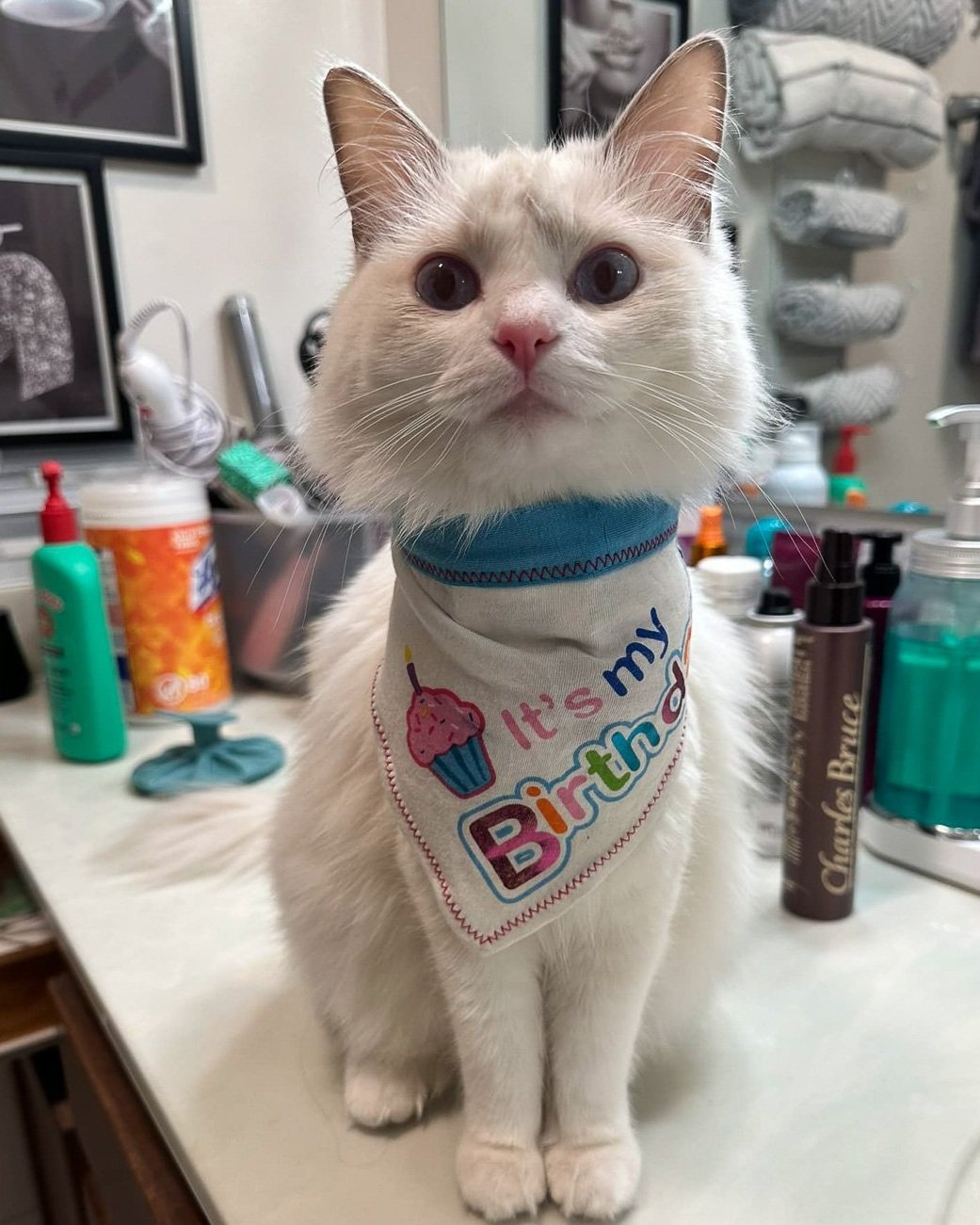 A white cat sitting on a bathroom bench top wearing a bib with the words It's my birthday written on it
