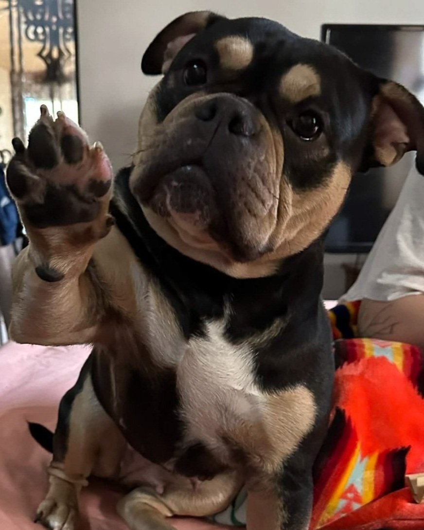 a close up headshot of a black and white dog with its paw in the air seemingly giving a high five 