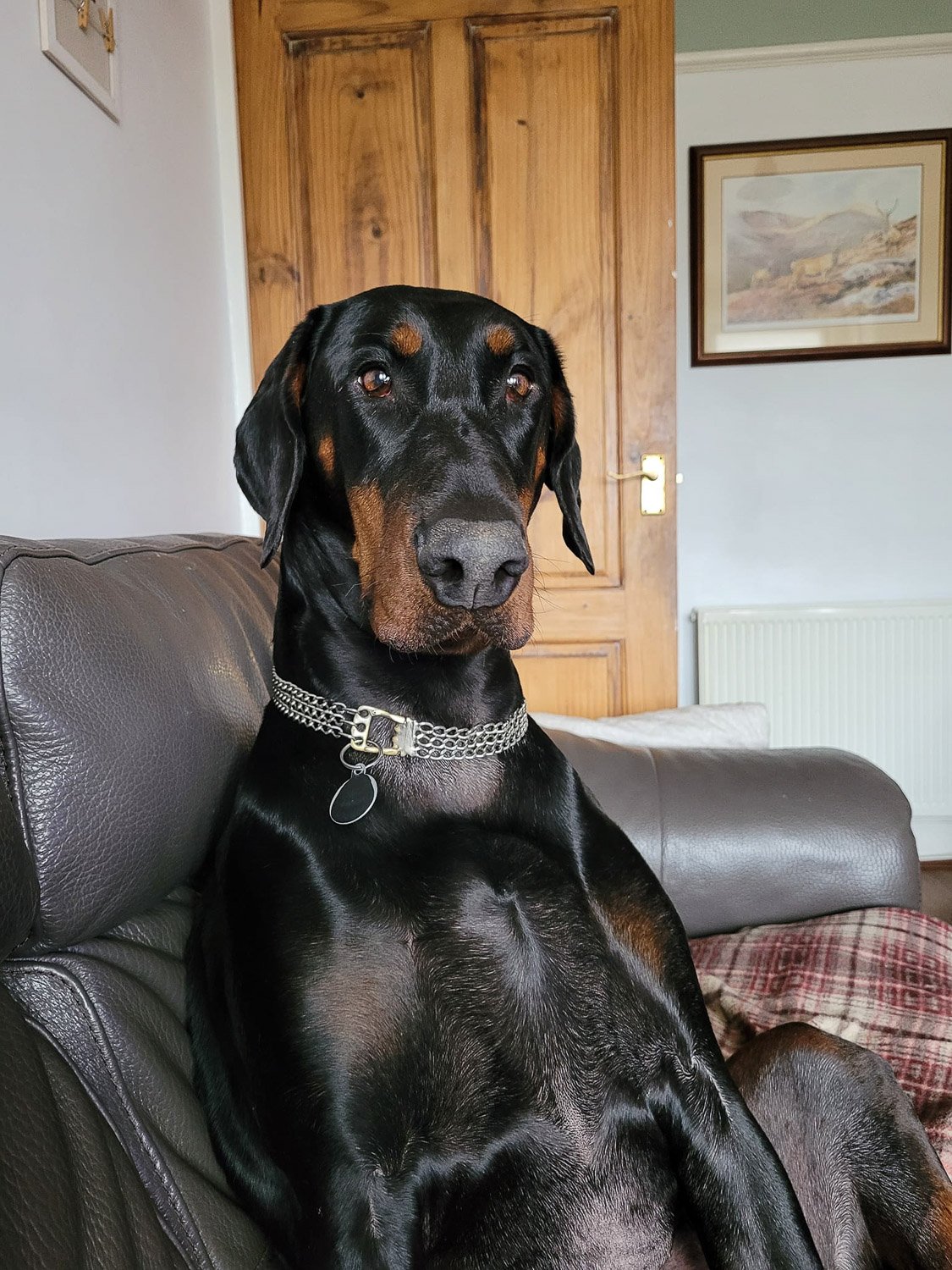 a Dobermann dog sitting upright on a leather couch
