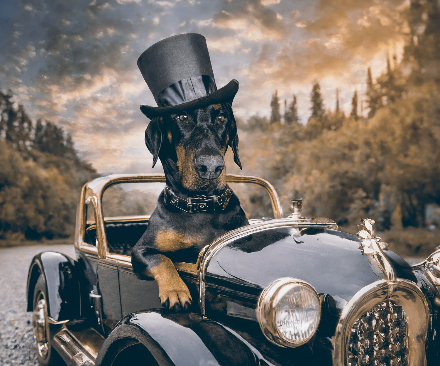 A Dobermann dog sitting in a vintage car wearing a black top hat