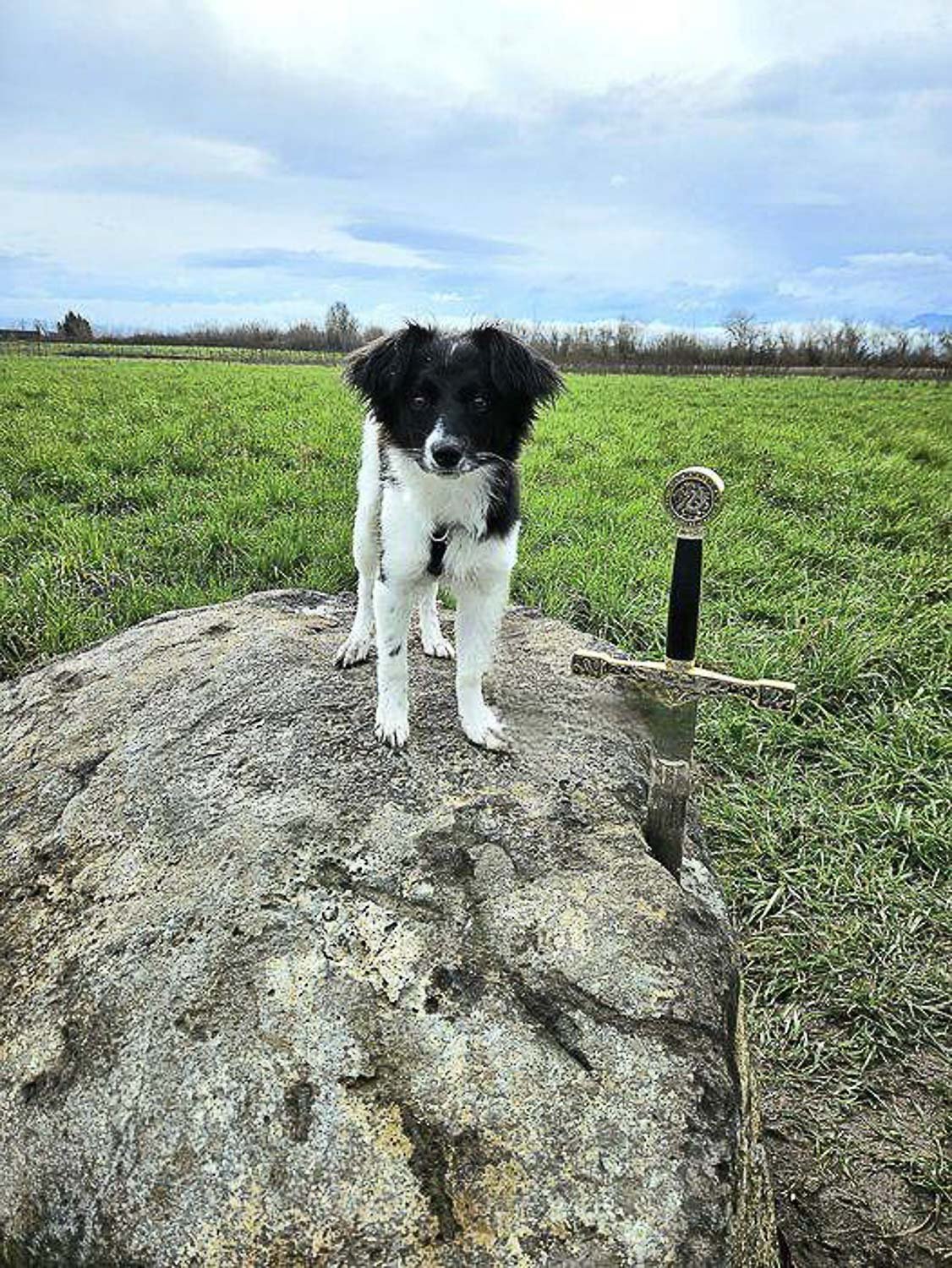 A small black and white colored dog standing in a field on a rock with a sword plunged into it