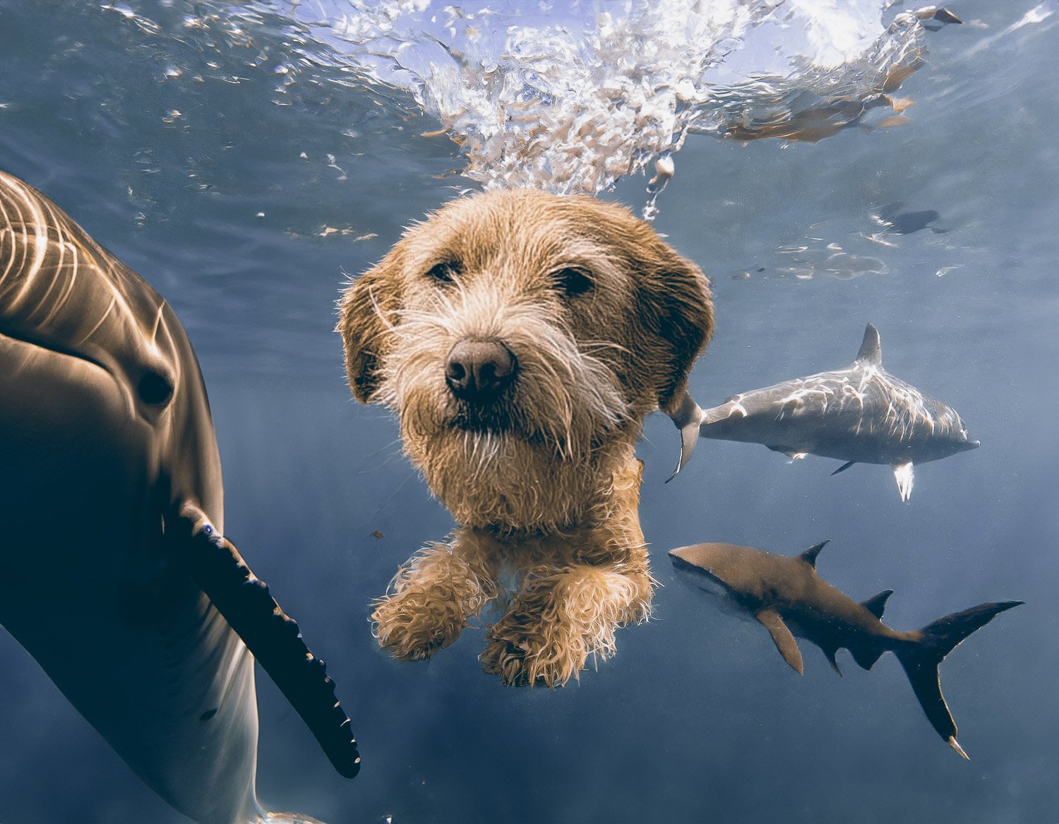 A small terrier dog swimming underwater amongst dolphins and whales   