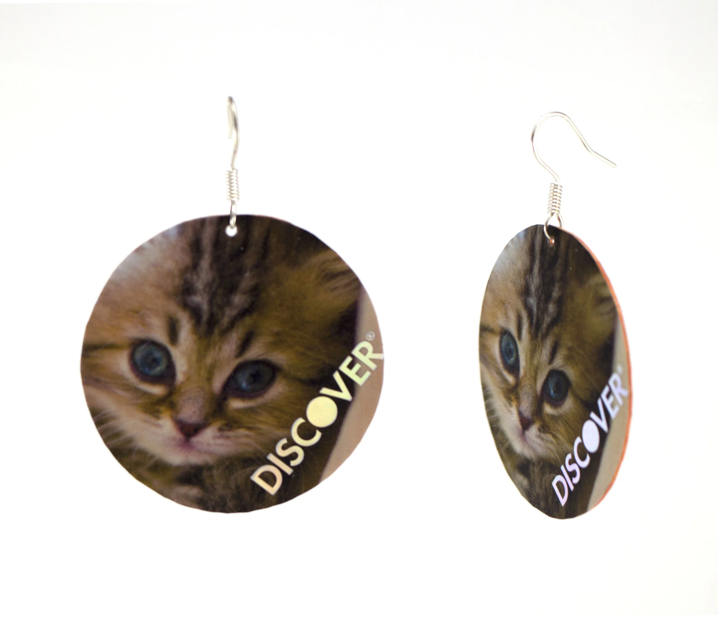 Discover Kittens 1.jpg