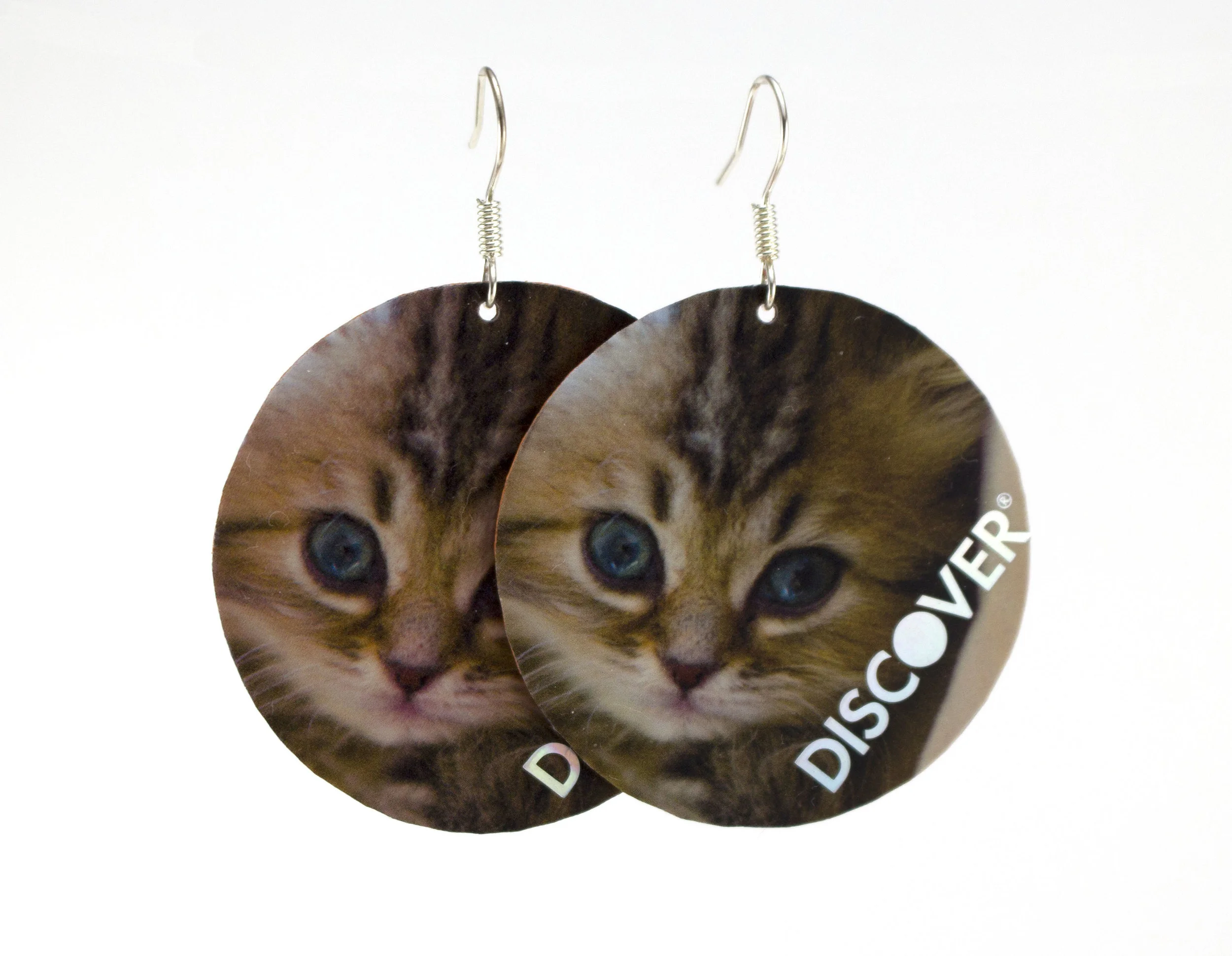 Discover Kittens 3.jpg
