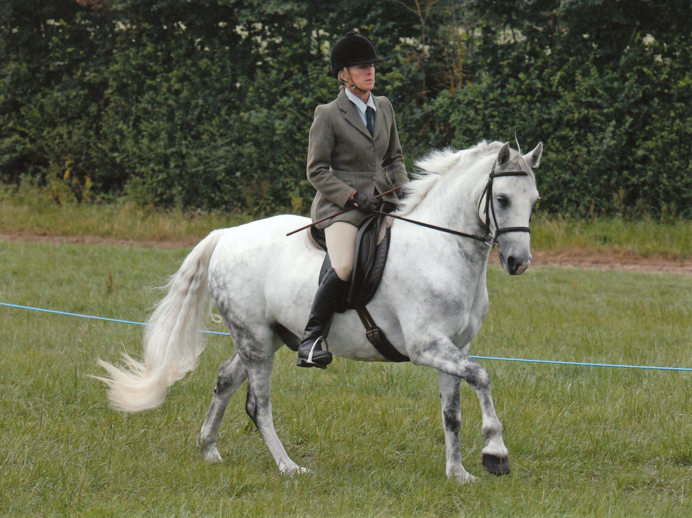 Schooling for sale - Windy.jpg