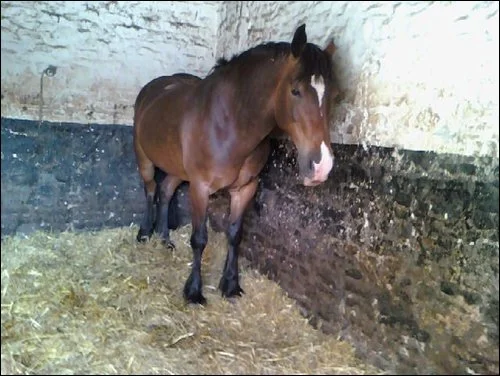 Willum