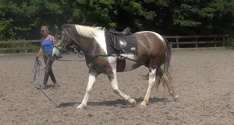 Breaking and Schooling Livery