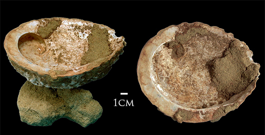 Figure 2. Blombos Cave ochre processing toolkit included this shell of Haliotis midae with pigment in it. (https://en.wikipedia.org/wiki/Blombos_Cave)