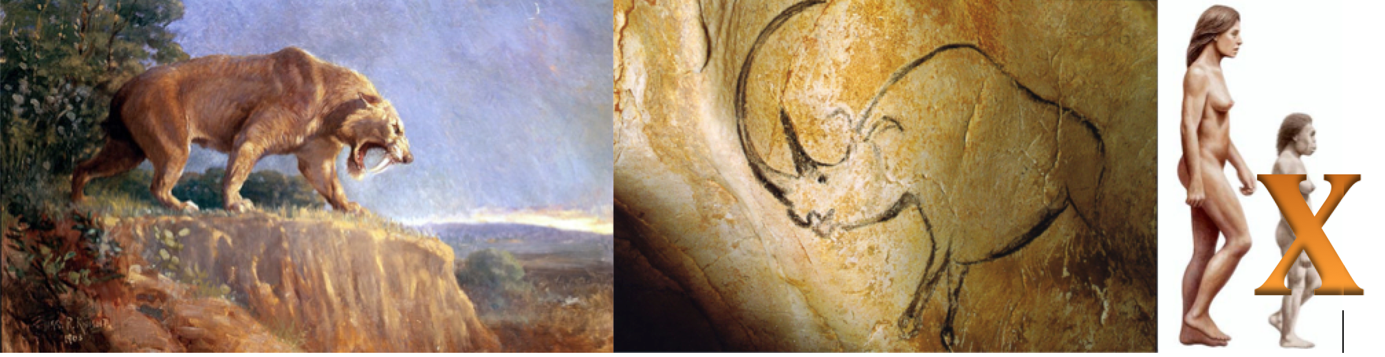 Figure 4. Species that went extinct 12,000 years ago. From left to right, sabre tooth tiger, wooly rhinoceros image from cave paintings and Homo florenciensis on the right compared to modern human size .