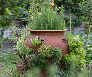 Herb Garden:  A Beginner's Guide to Planting, Growing and Harvesting