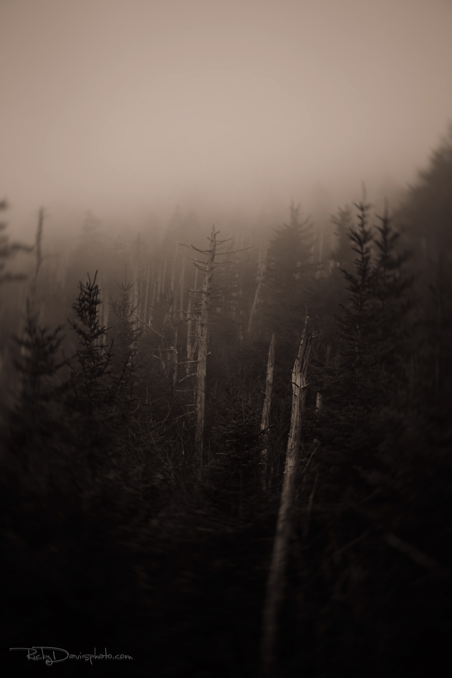 "Devoured" Clingman's Dome - 2014 - Photo by Ricky Davis of TRD Photography