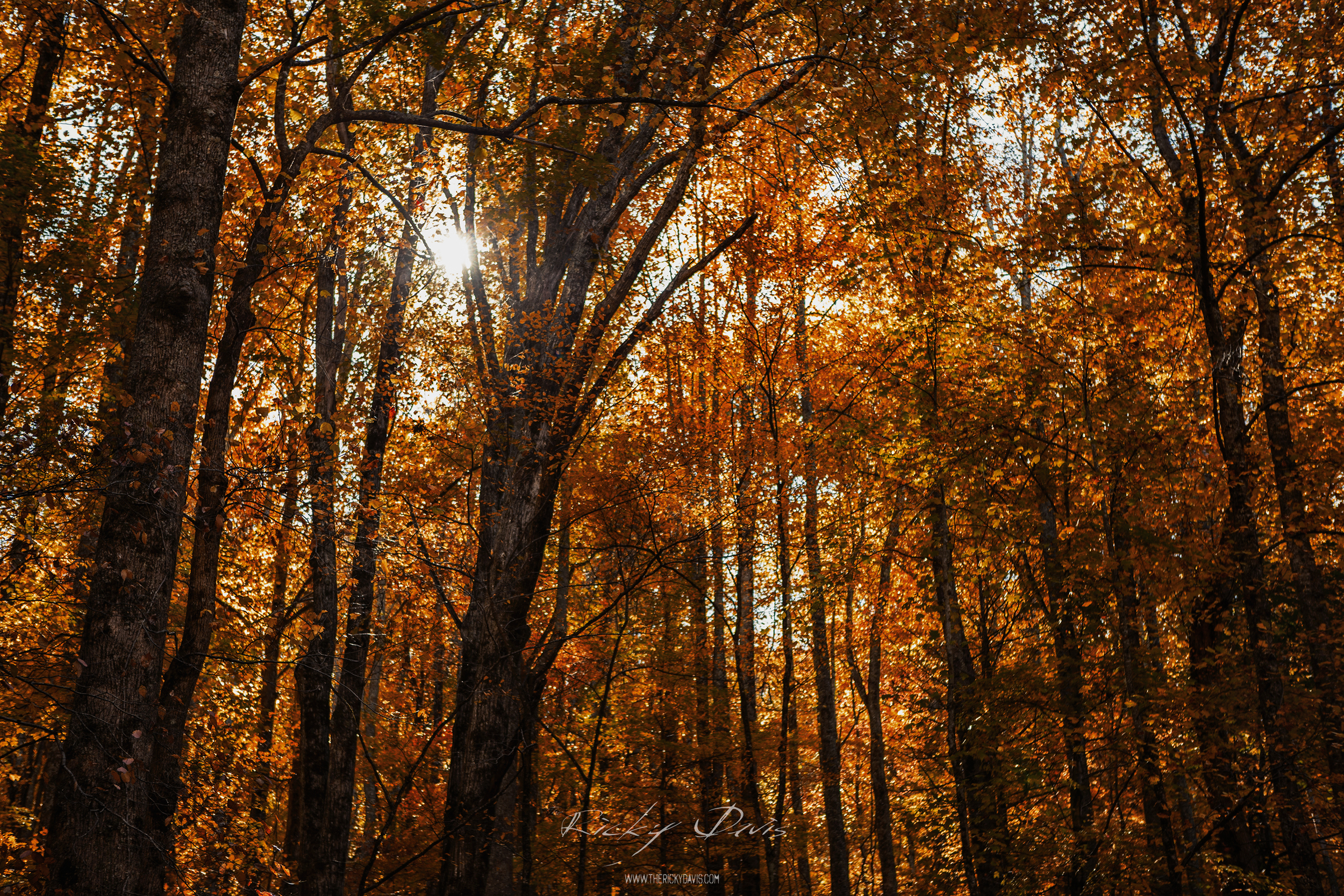 Fall Colors in the Smokies - TRD Photography
