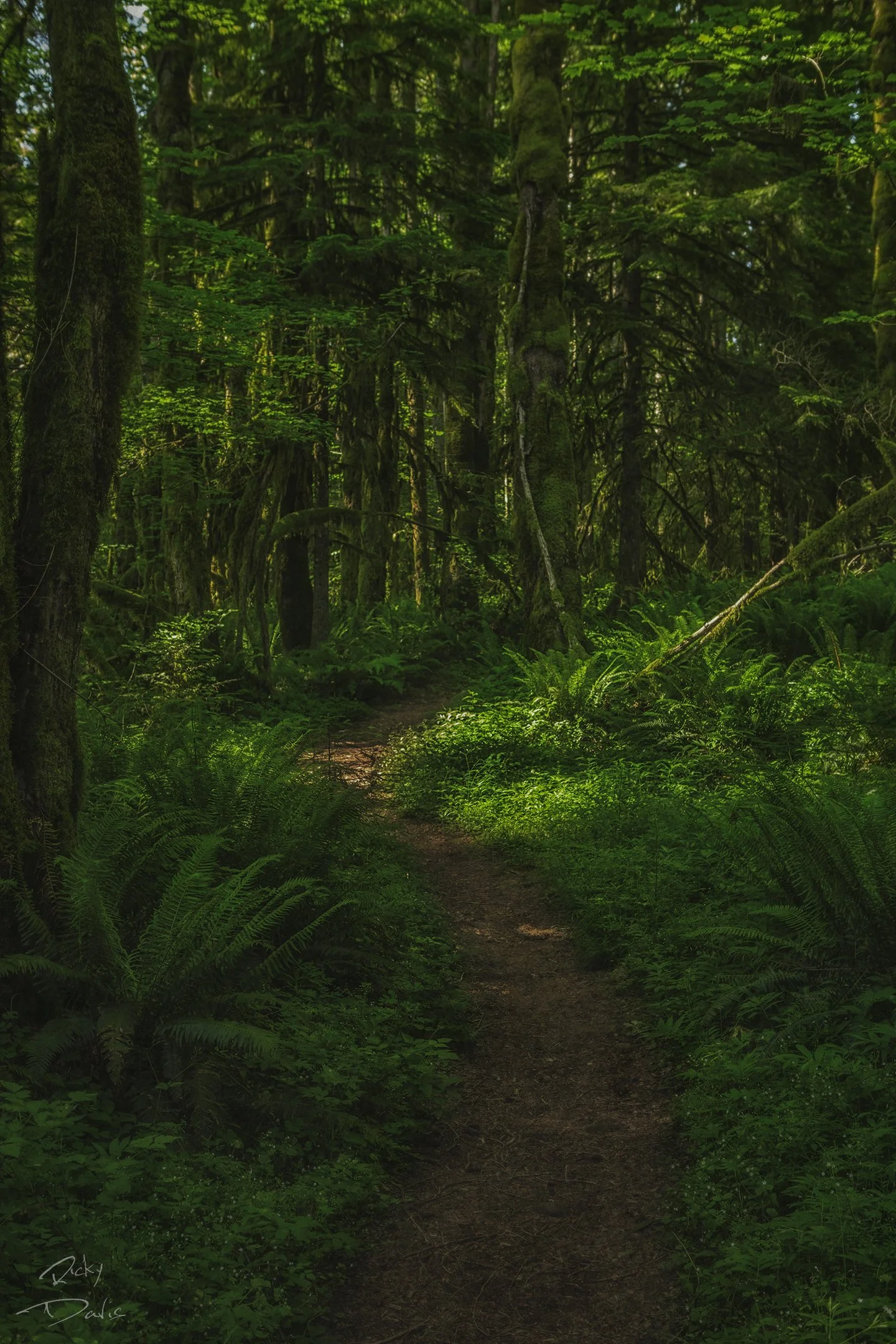 Trail on Mt Hood - Mt Hood, Oregon
Photographer Ricky Davis of TRD Photography
