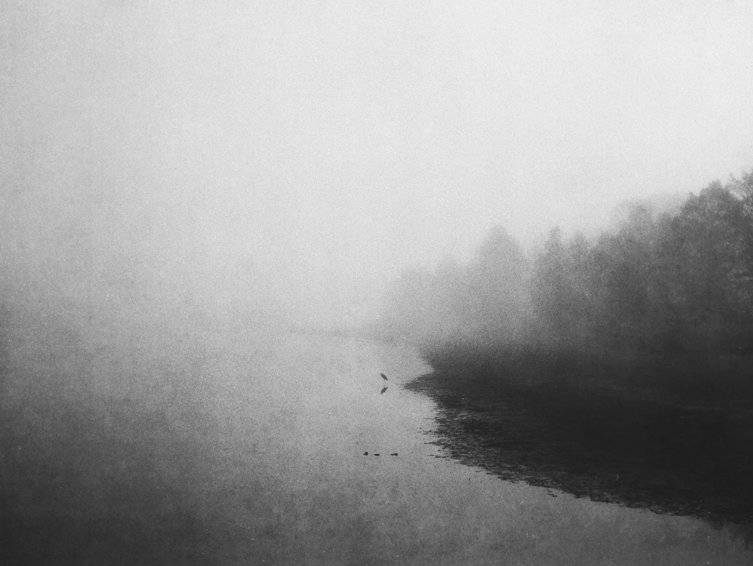 Heron in the Fog - Blythe Ferry - Dayton,  Tennessee 
Kodak Tri X Film Photography 
Photographer Ricky Davis of TRD Photography