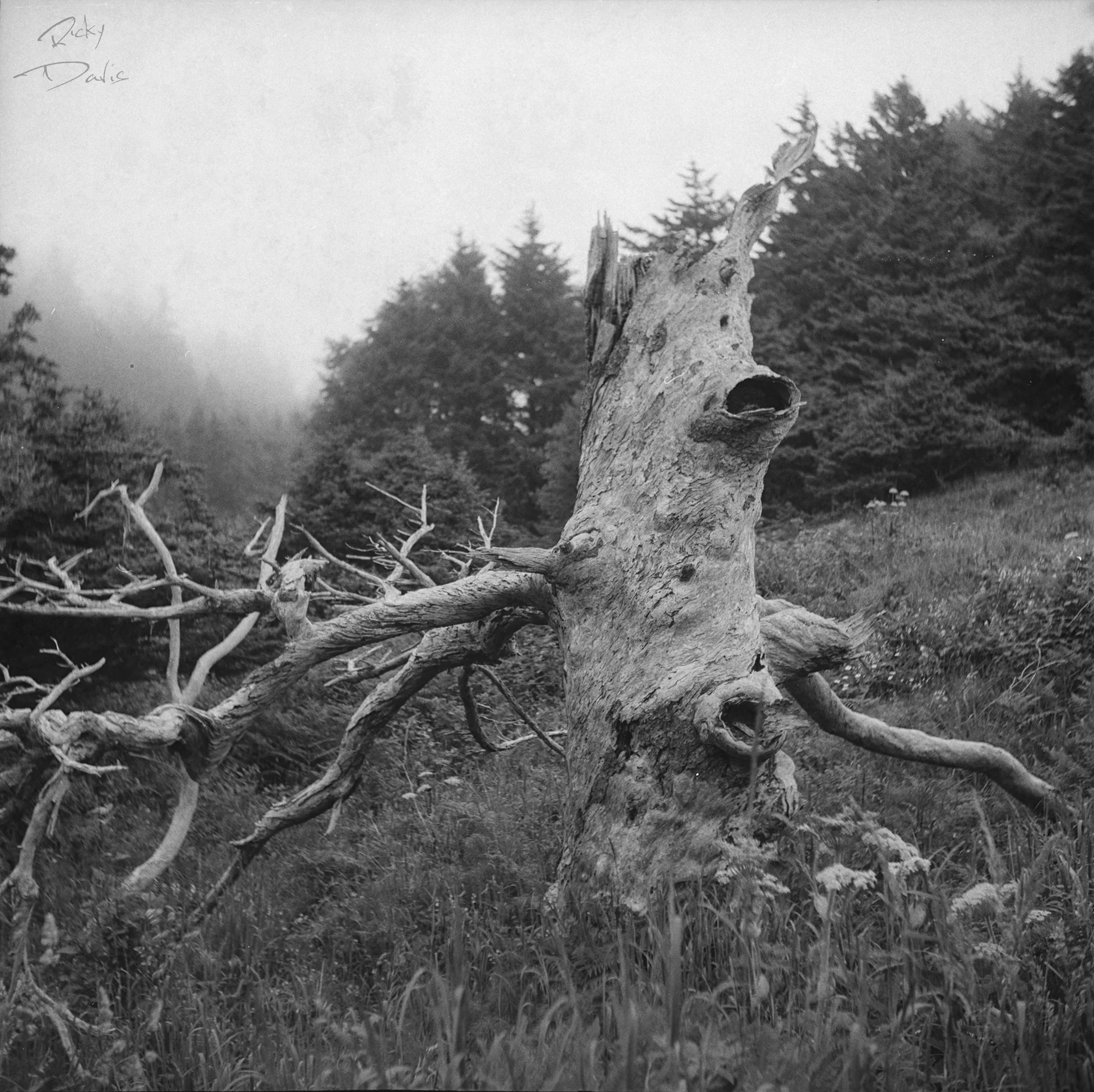 Old Tree at Ecola State Park - Cannon Beach, Oregon
Kodak Tri X Film Photography
Photographer Ricky Davis of TRD Photography
