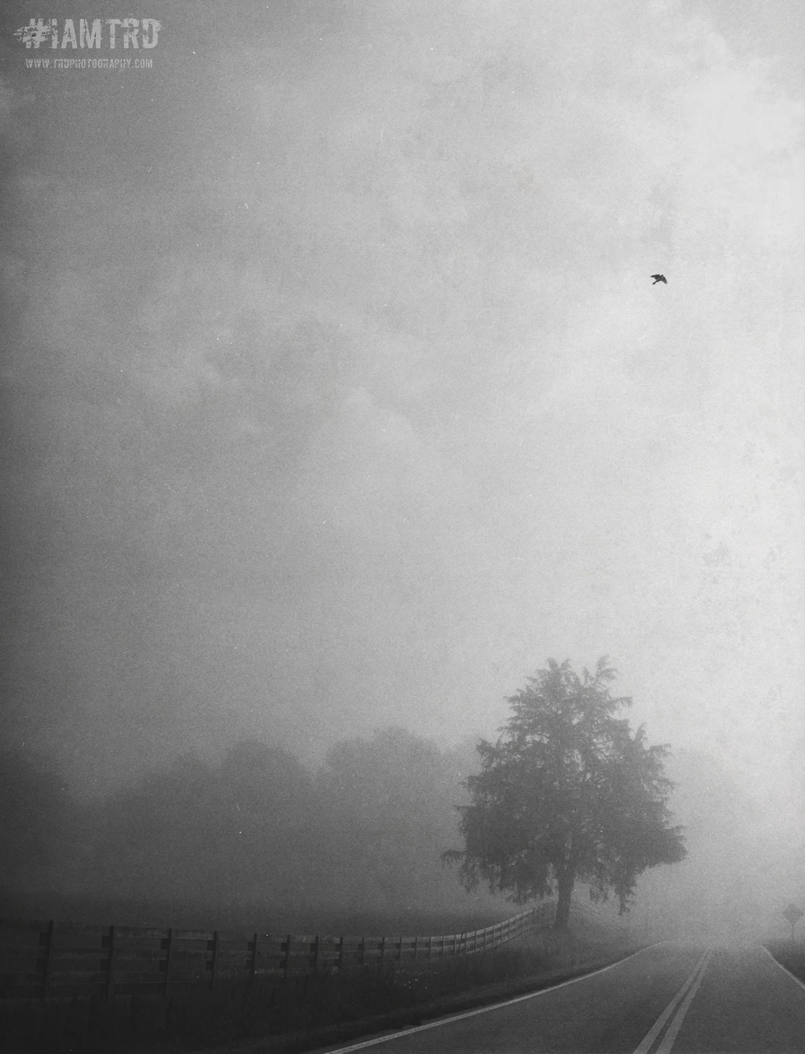 Tree in the Fog with Bird in Flight - Birchwood, TN
Kodak Tri X Film Photography 
Photographer Ricky Davis of TRD Photography