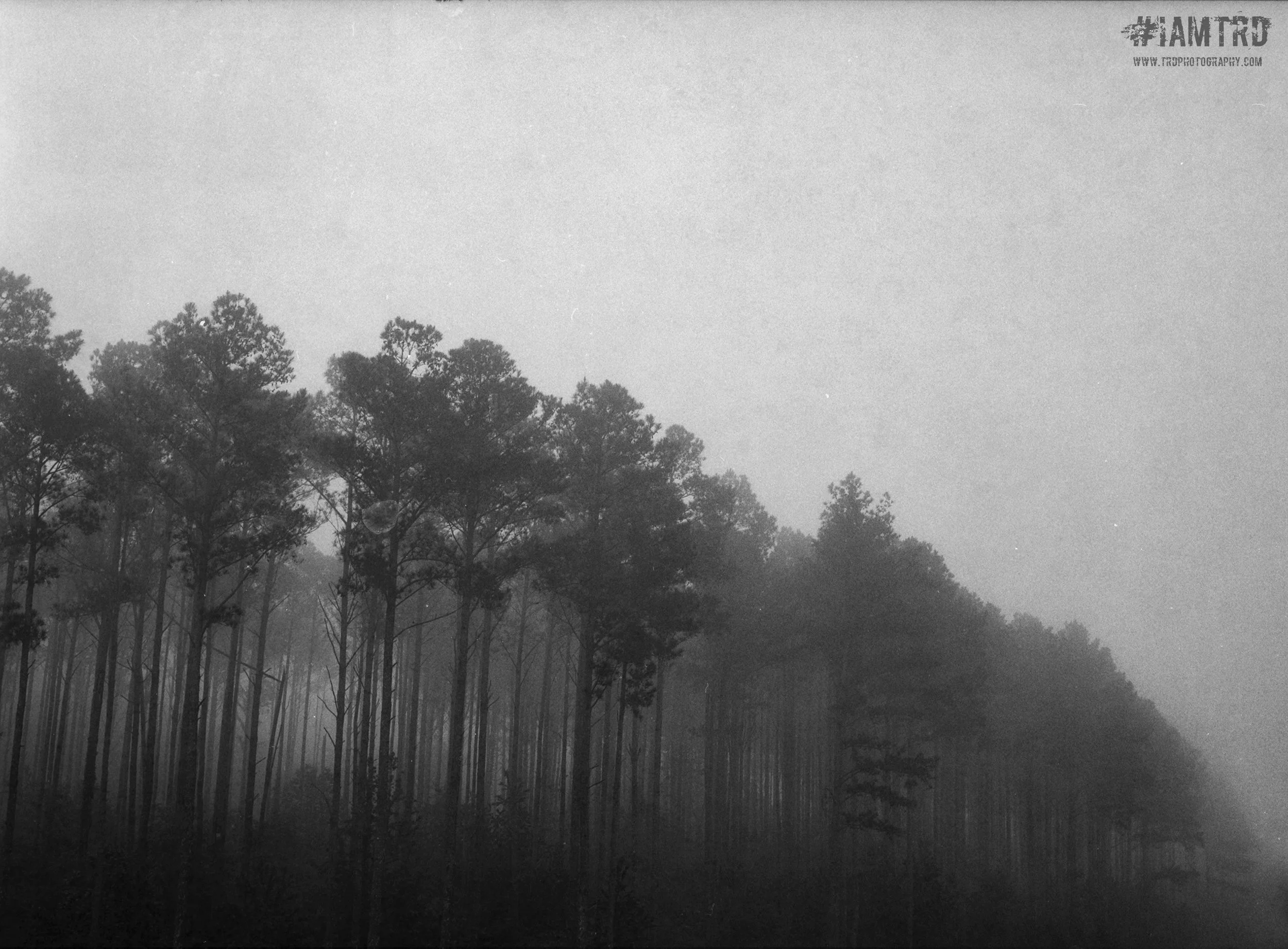 Trees in the Fog - Birchwood, TN 
Kodak Tri X Film Photography 
Photographer Ricky Davis of TRD Photography
