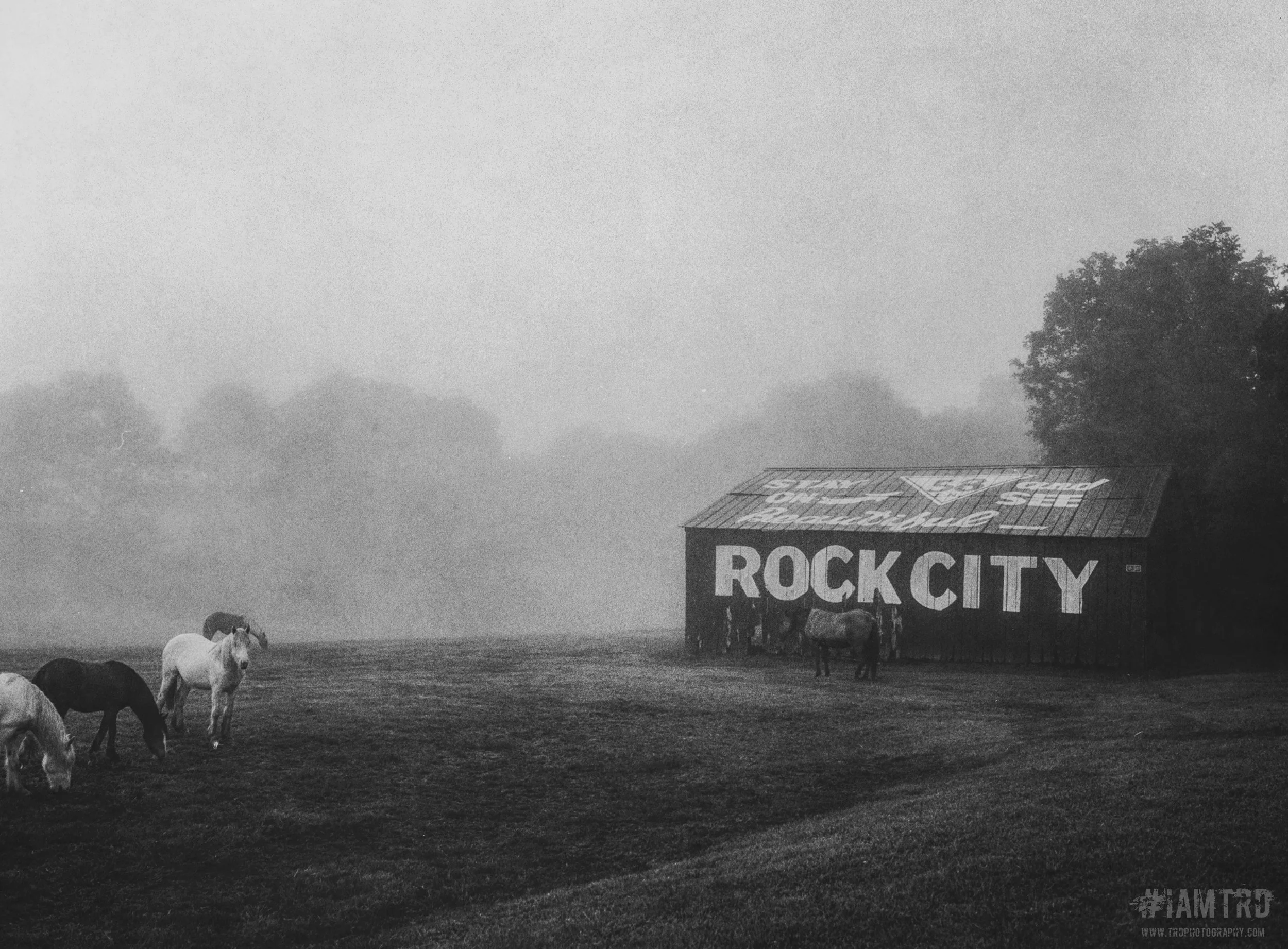 Horses at Rock City Barn - Harrison, Tennessee
Kodak Tri X Film Photography 
Photographer Ricky Davis of TRD Photography