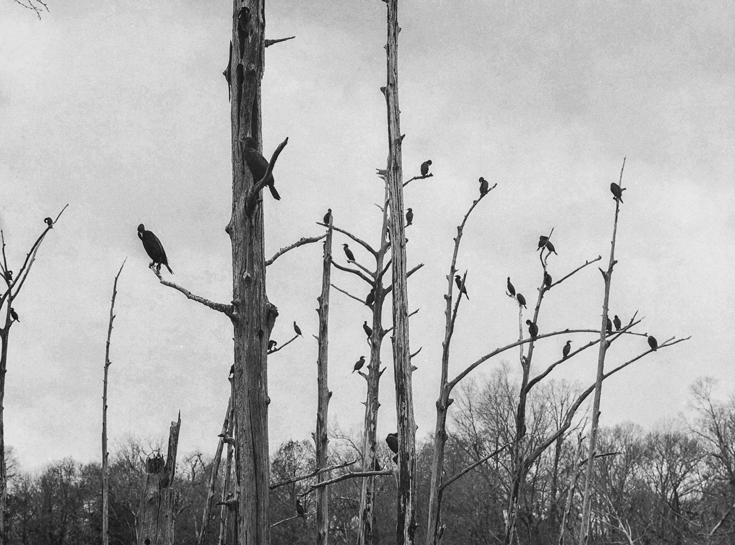 Southern Gothic Film Photography from the Set of Tim Burton's Big Fish in Millbrook, Alabama. Photo taken by photographer Ricky Davis of TRD Photography - Town of Spectre 