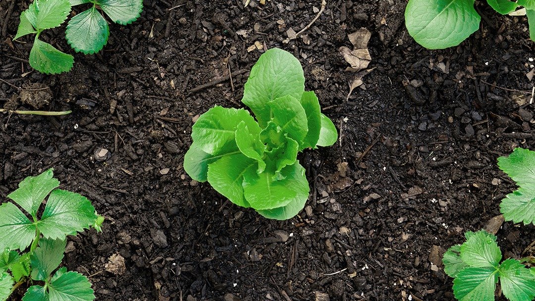 Soil-2.jpeg