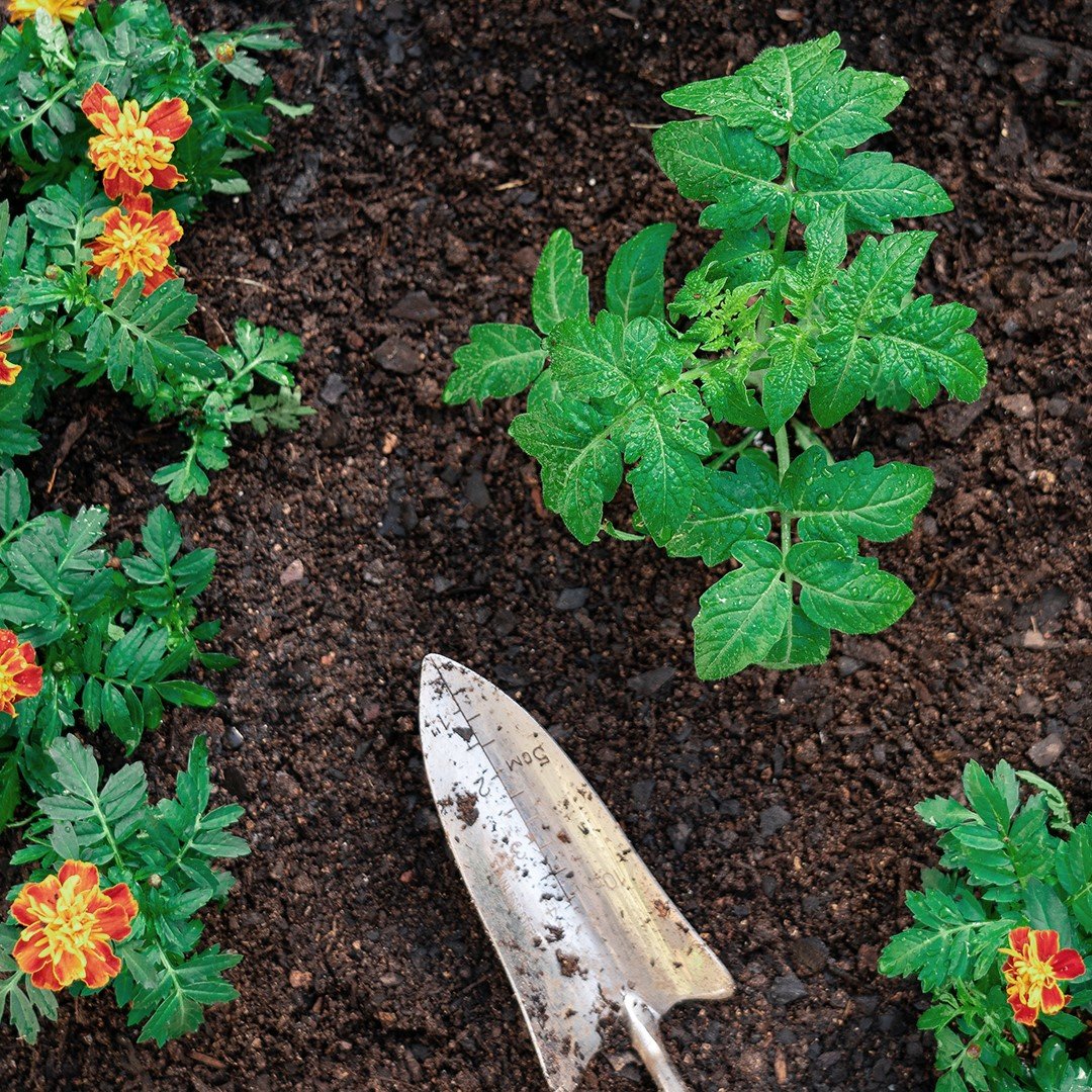Soil-1jpeg.jpeg