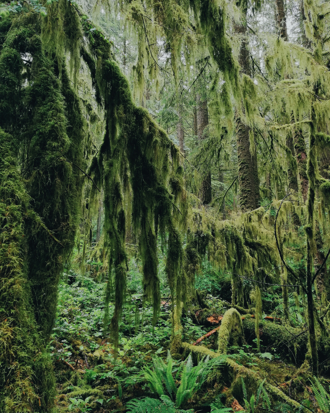 The Landscape of the Chakras: The Heart Chakra