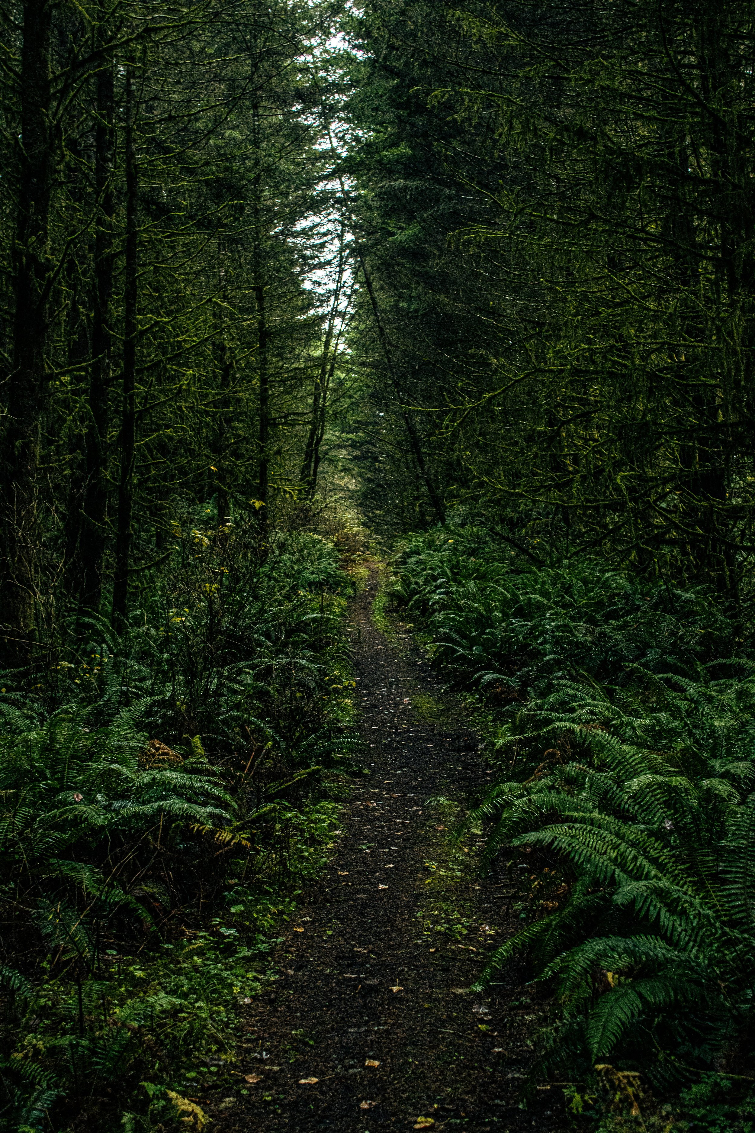 The Green Heartwood Writing Prompts 