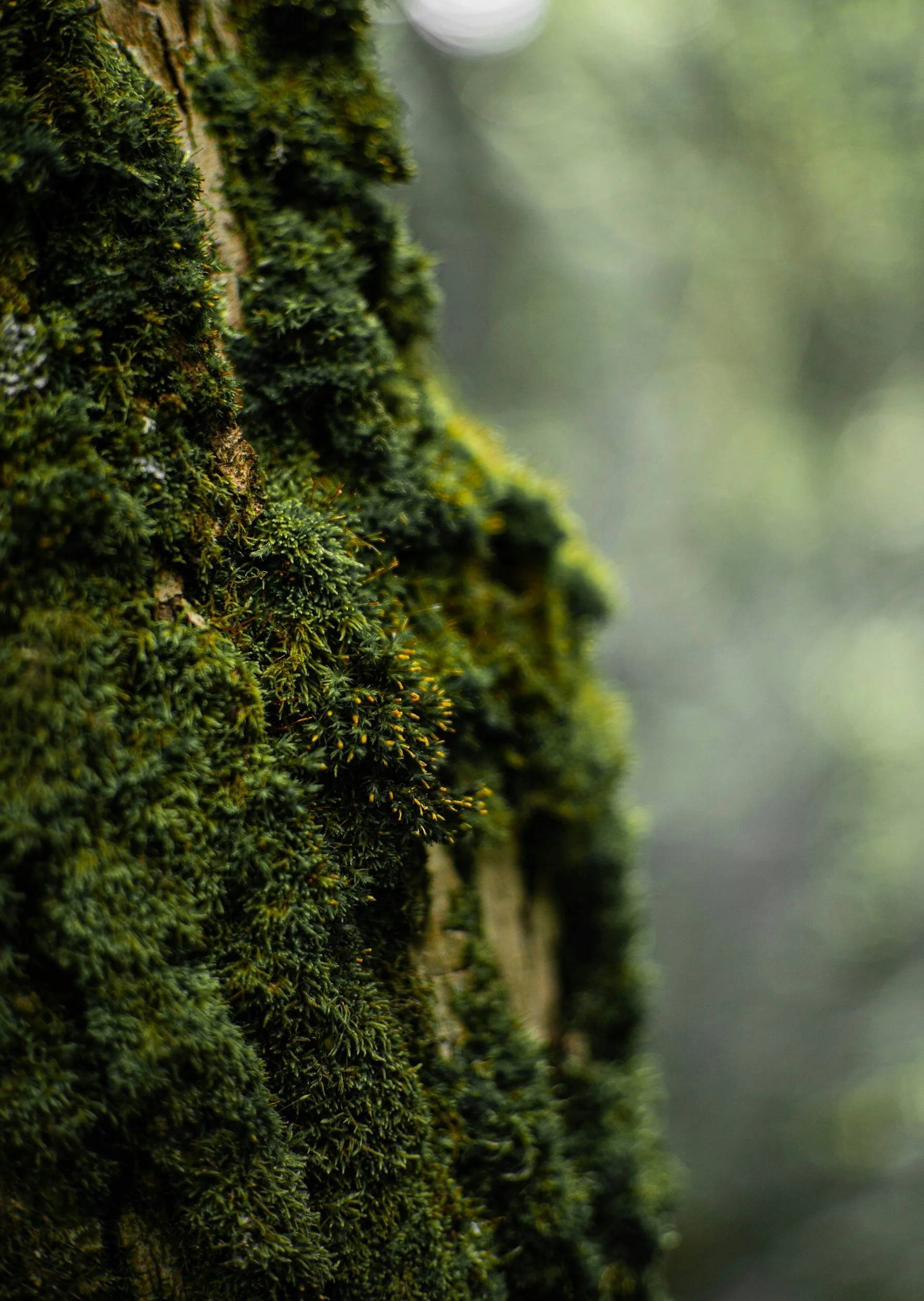 Inner Territory Journey: A Path Older Than Urgency with Rae Monterra