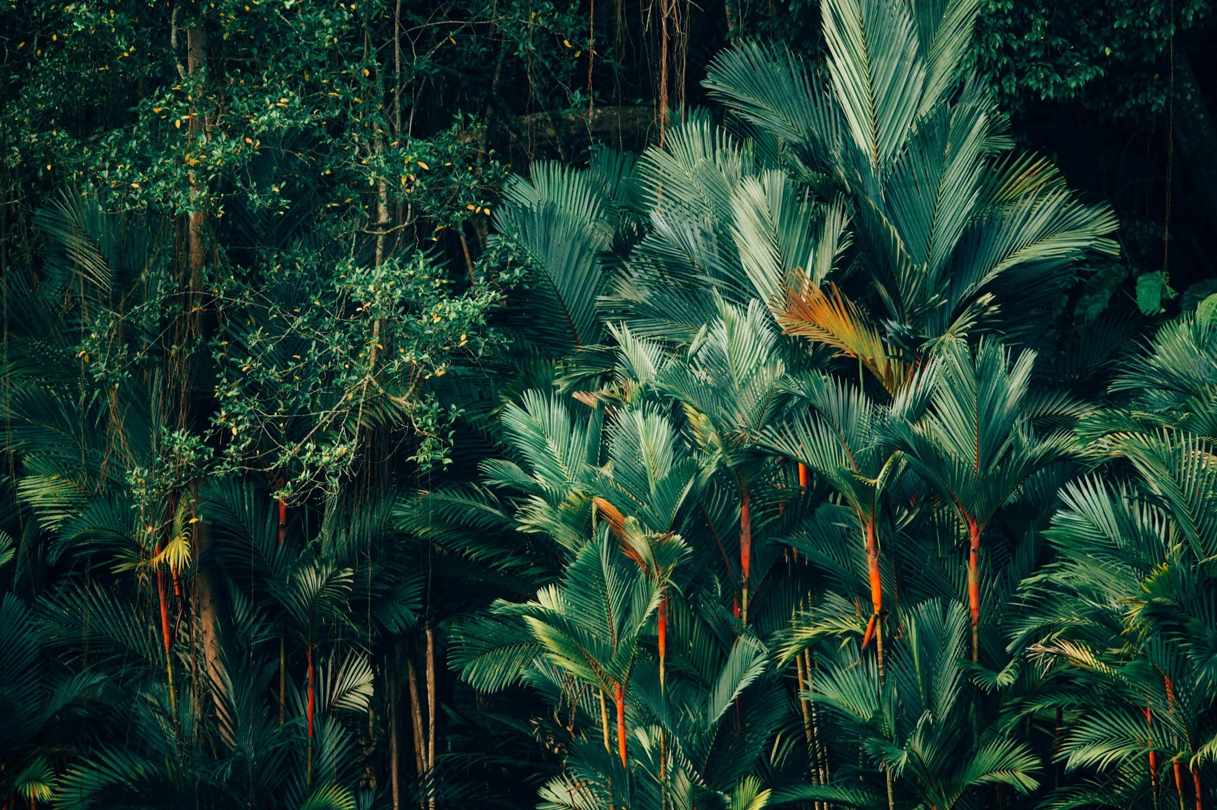 Self Reclamation: Tropical Forest