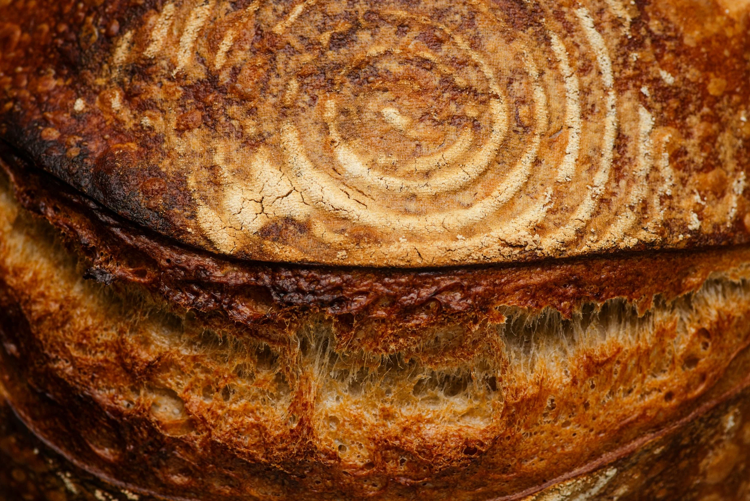 Close-up of a rock showing a textured crust and spiral pattern in the rocks's interior.