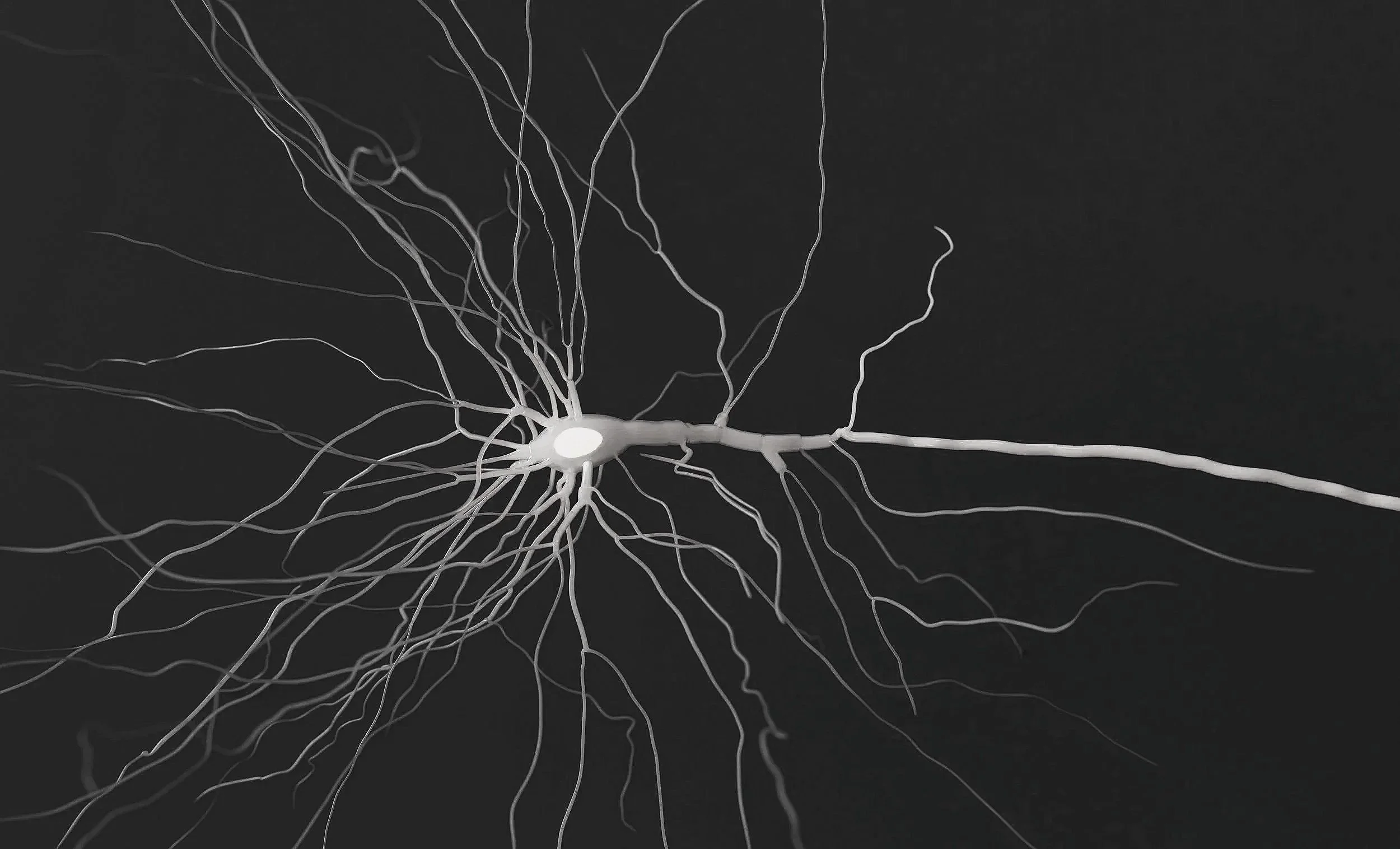 Inner Territory: Vagus Nerve Journey