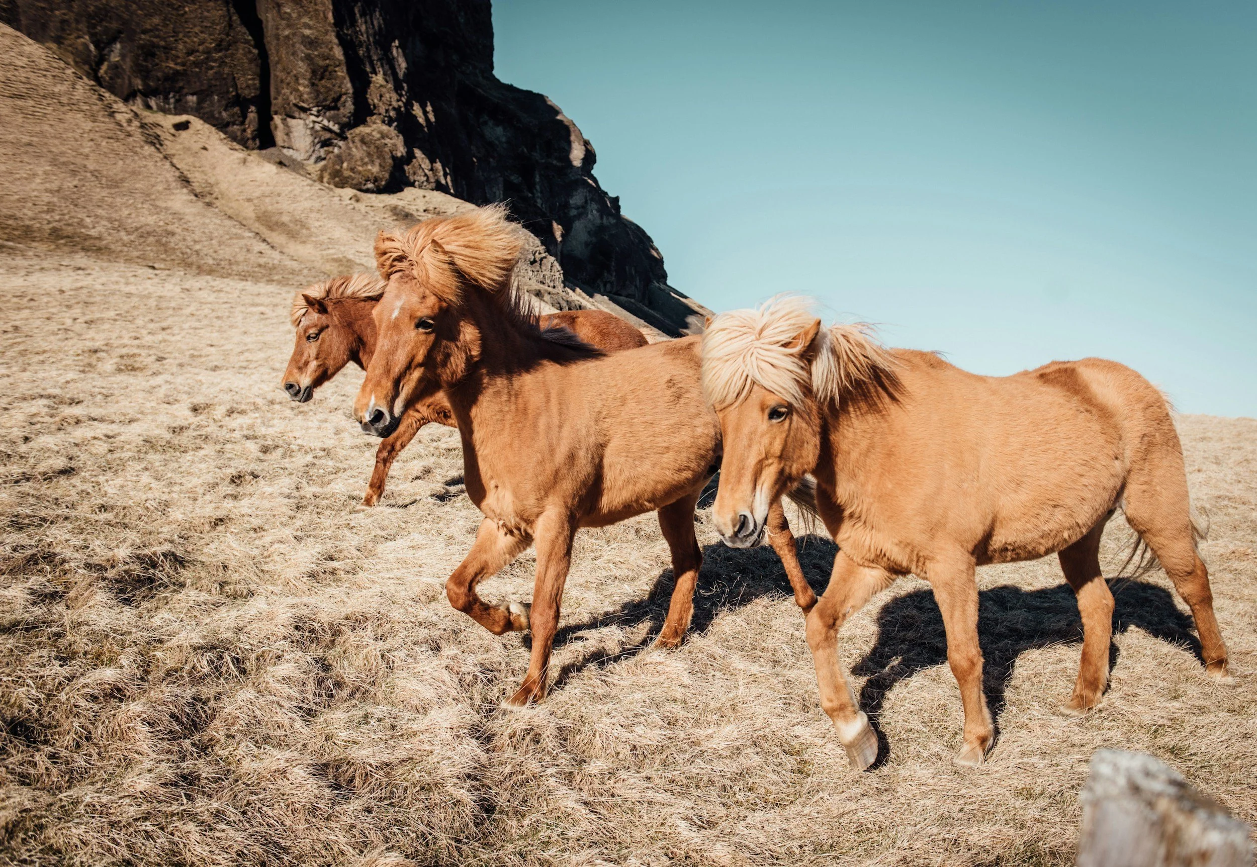 Self Reclamation: Wild Horses