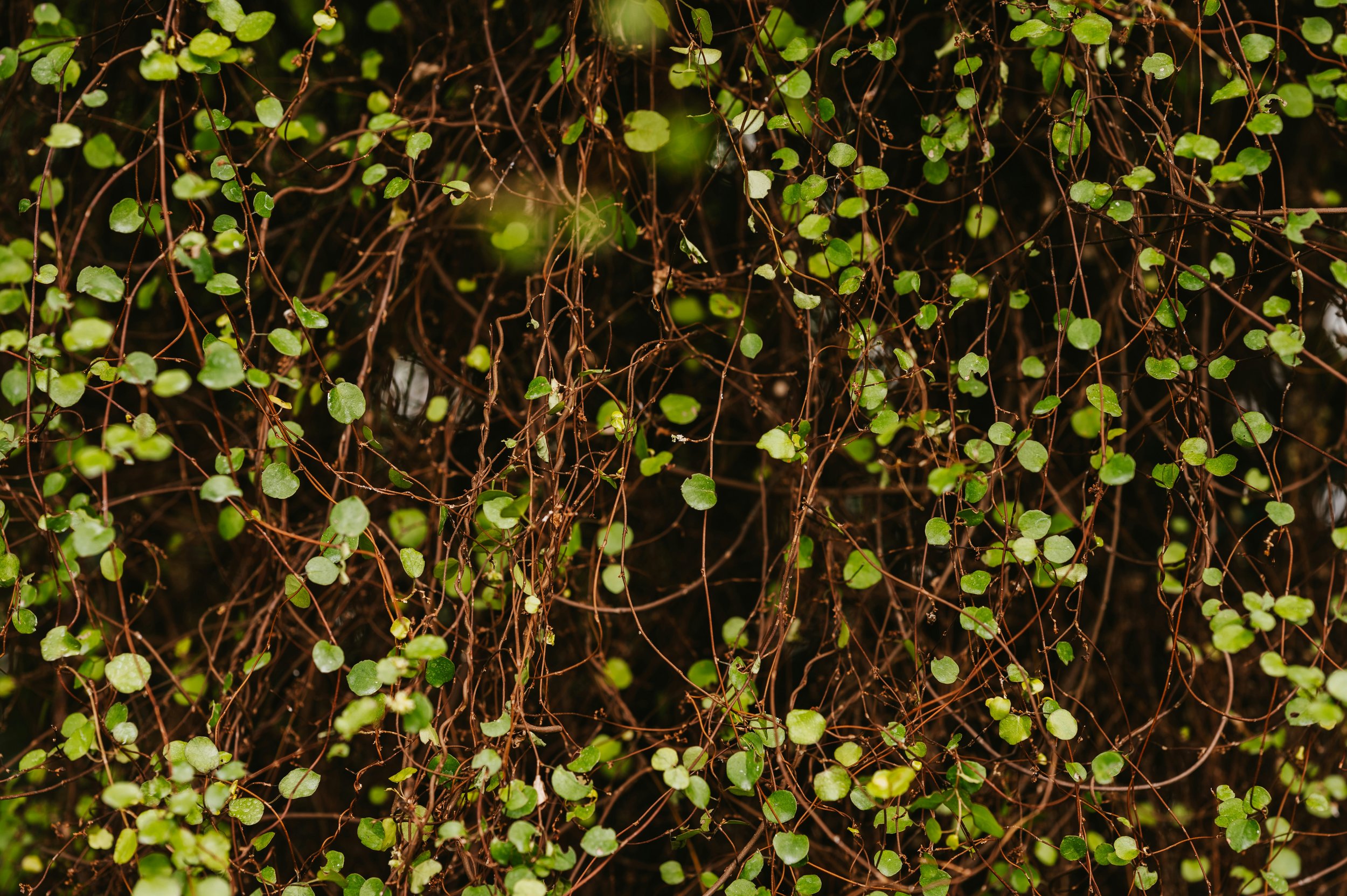 Cord Cutting: Invasive Roots