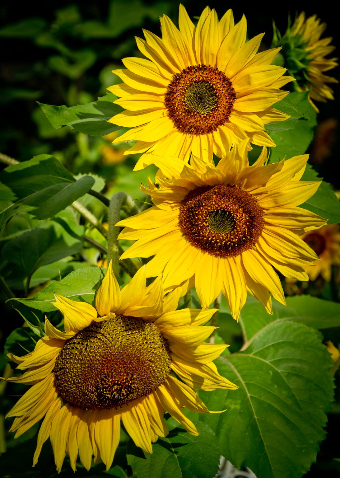 Sunny Flowers