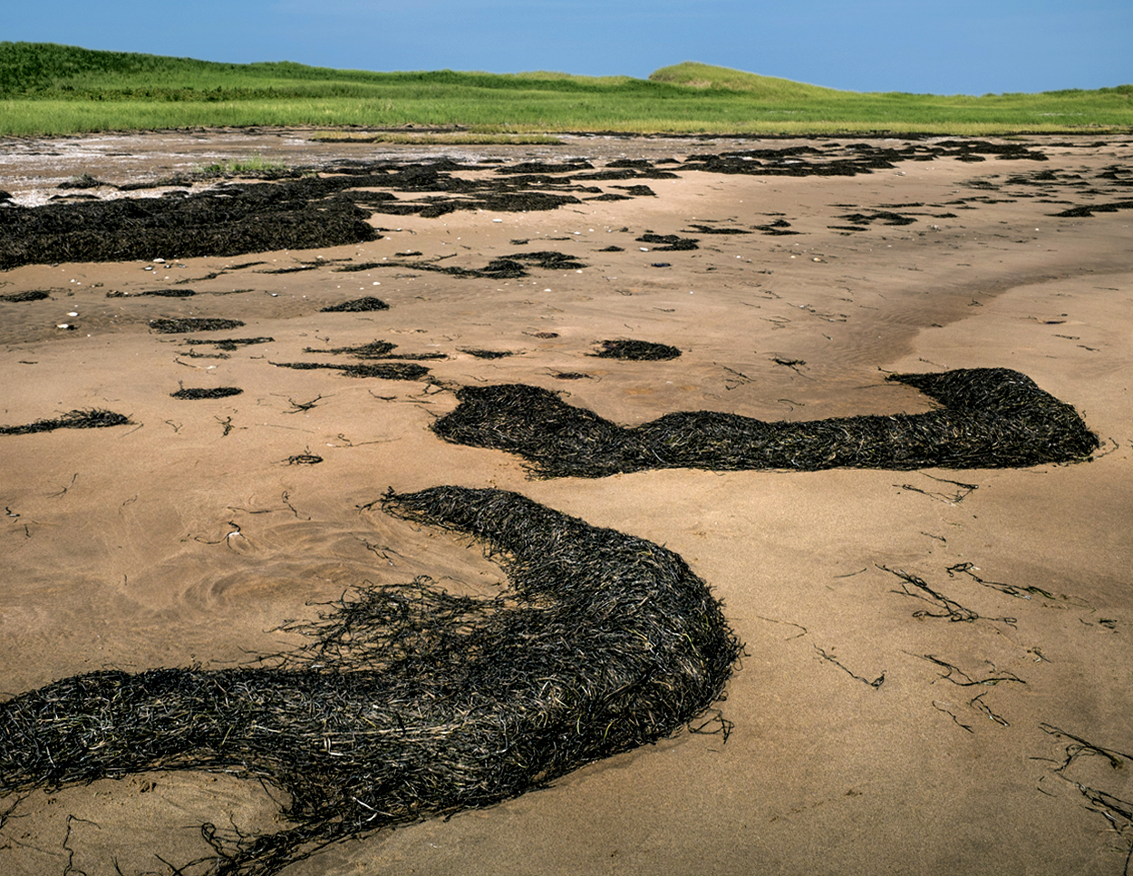 Sea Grass ashore