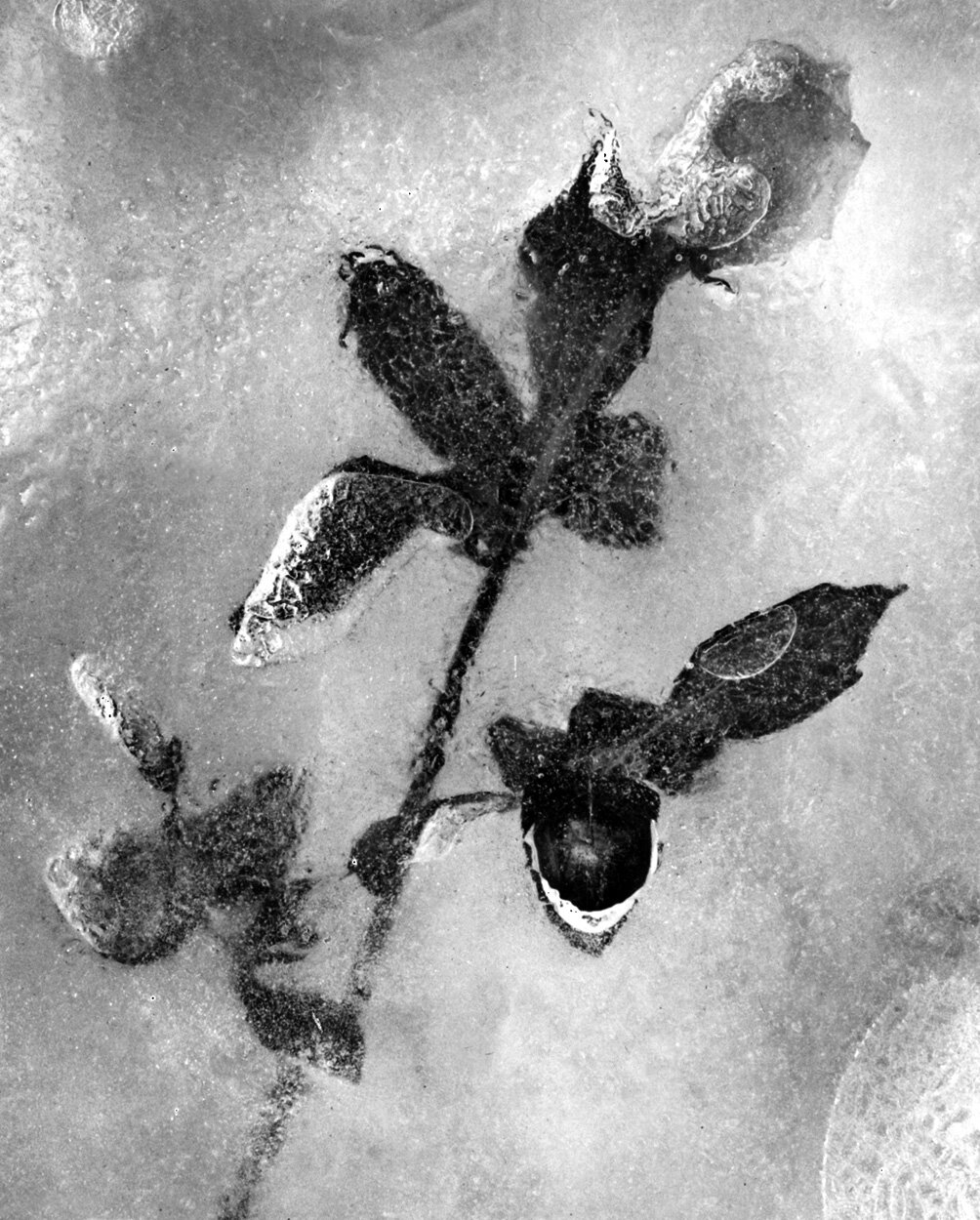 Rose in Ice.jpg