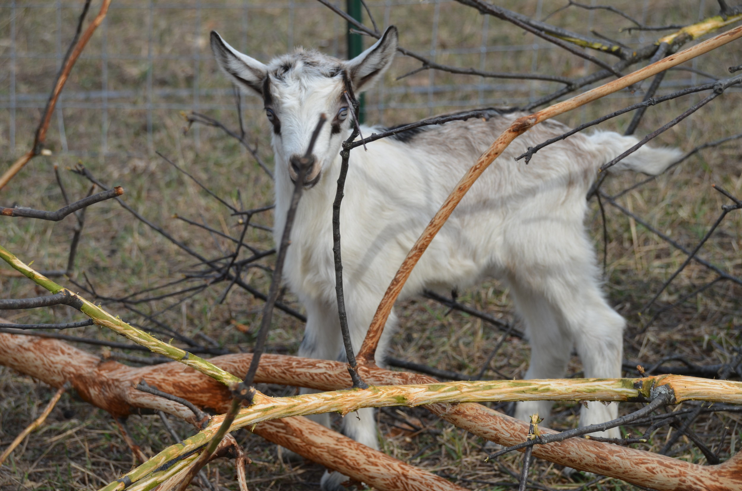DSC_0013 3.JPG